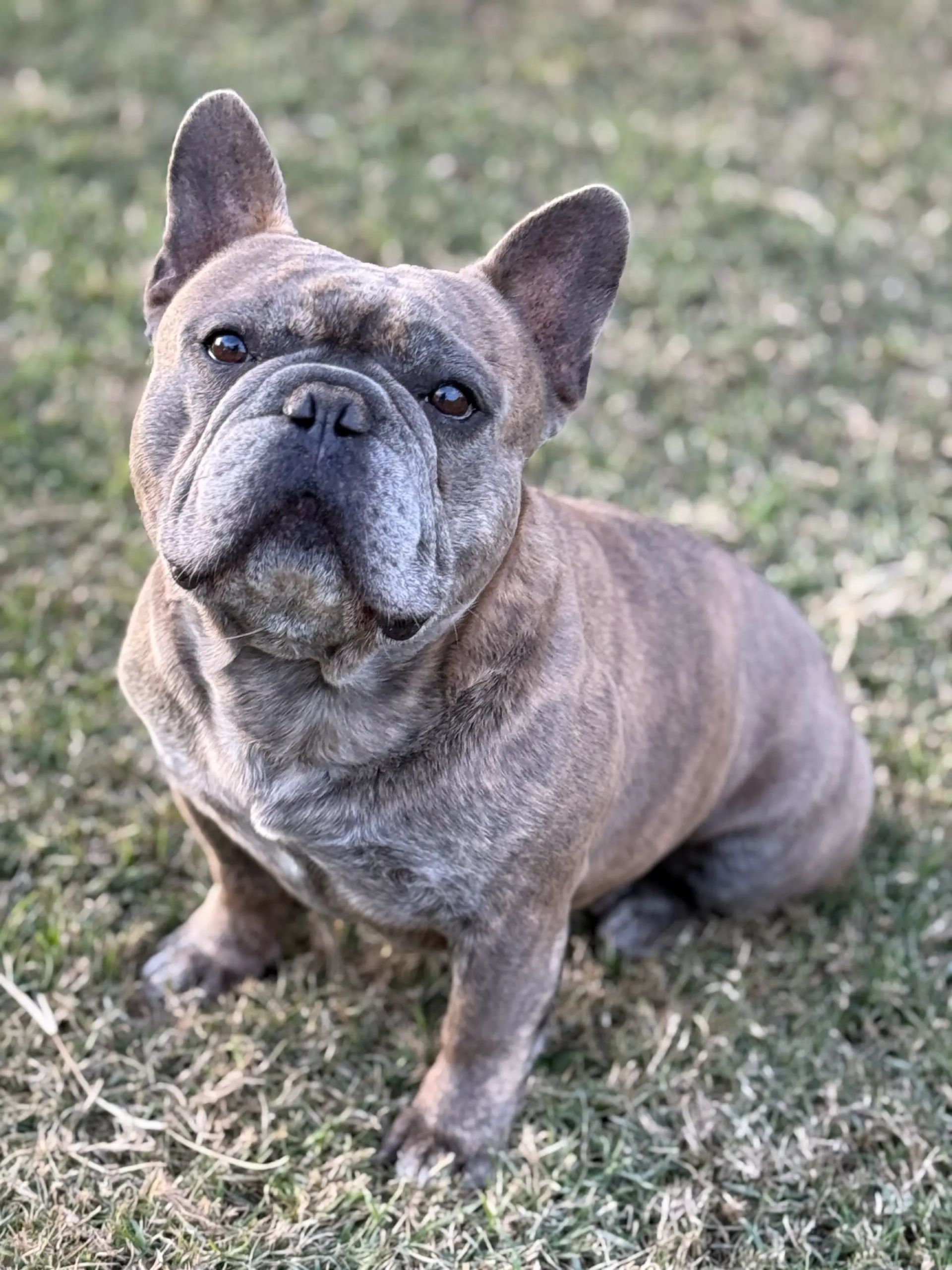 A french bulldog wearing a red collar is peeking over a fence.