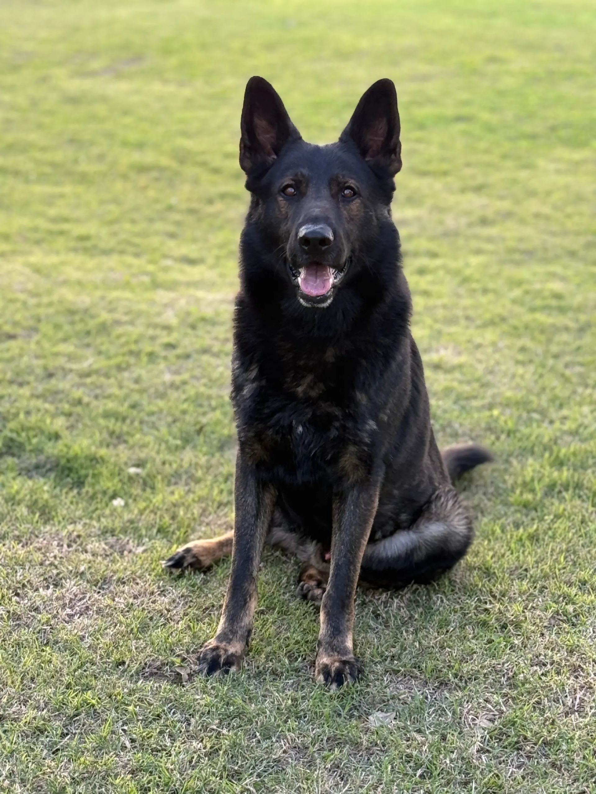 A german shepherd is standing in the grass with its tongue hanging out