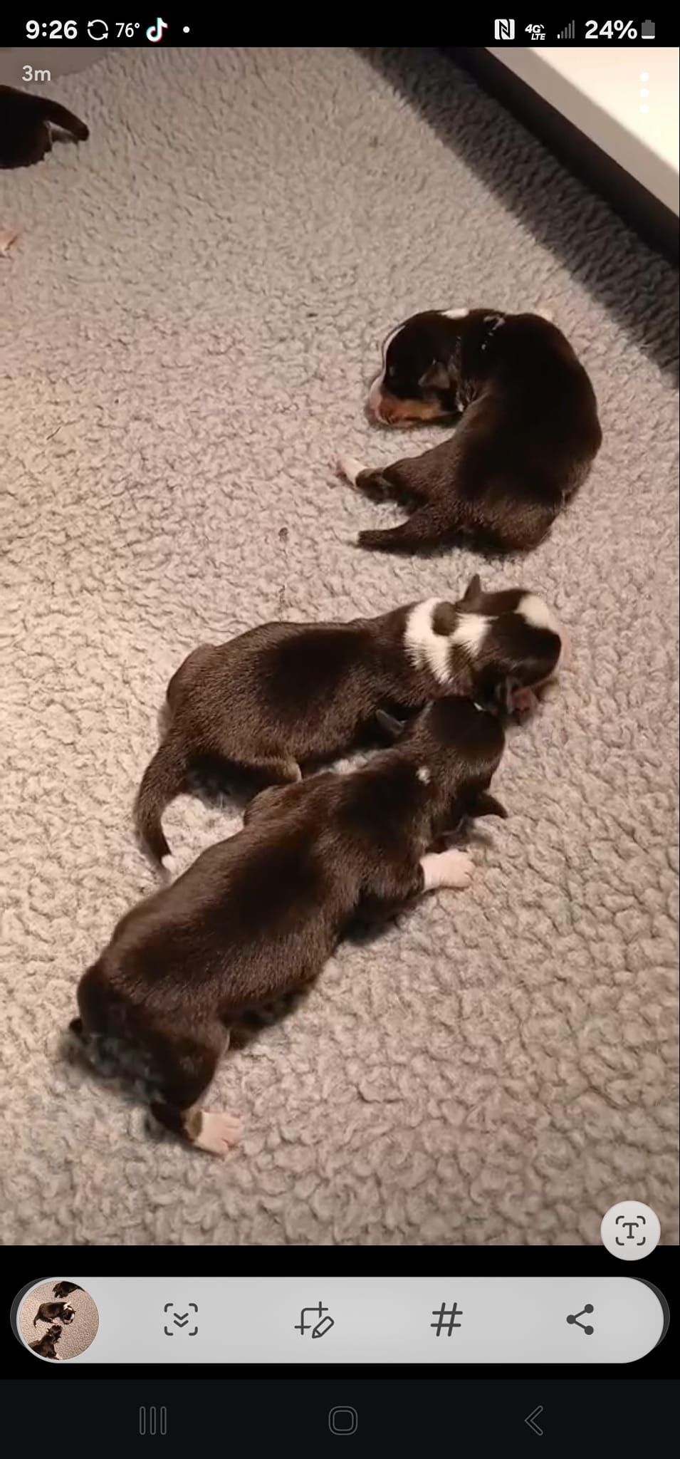 A group of puppies are laying on the floor.
