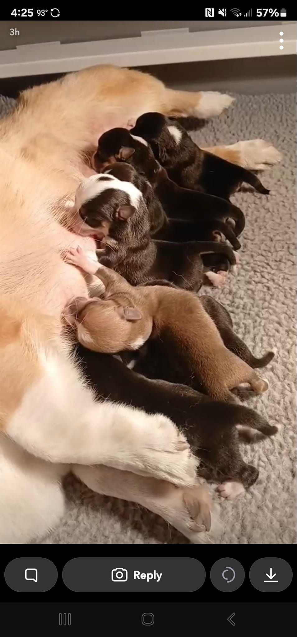 A dog is laying on the floor nursing her puppies.