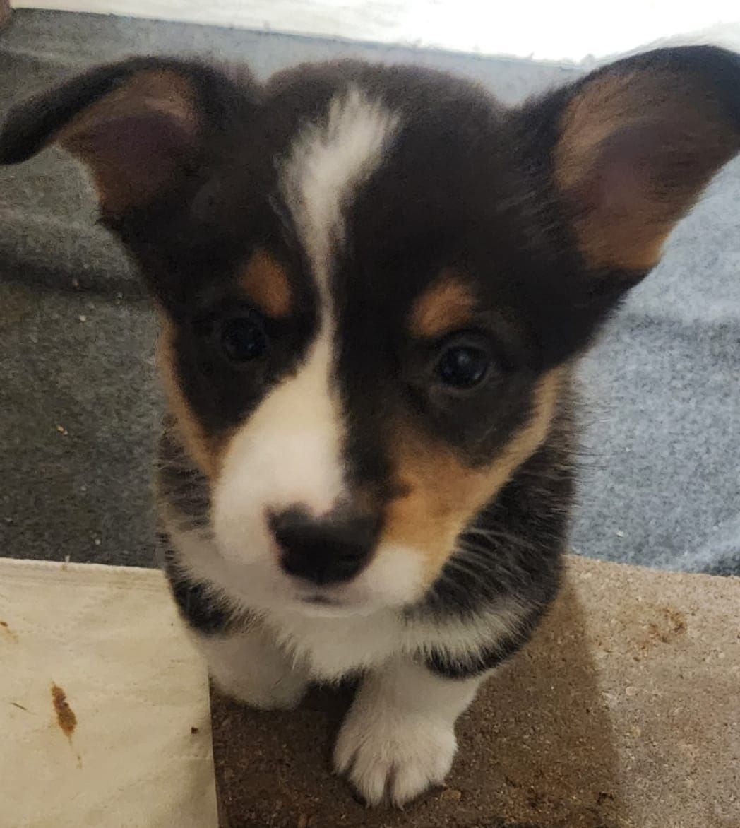 A black and white puppy is sitting on a carpet and looking at the camera.