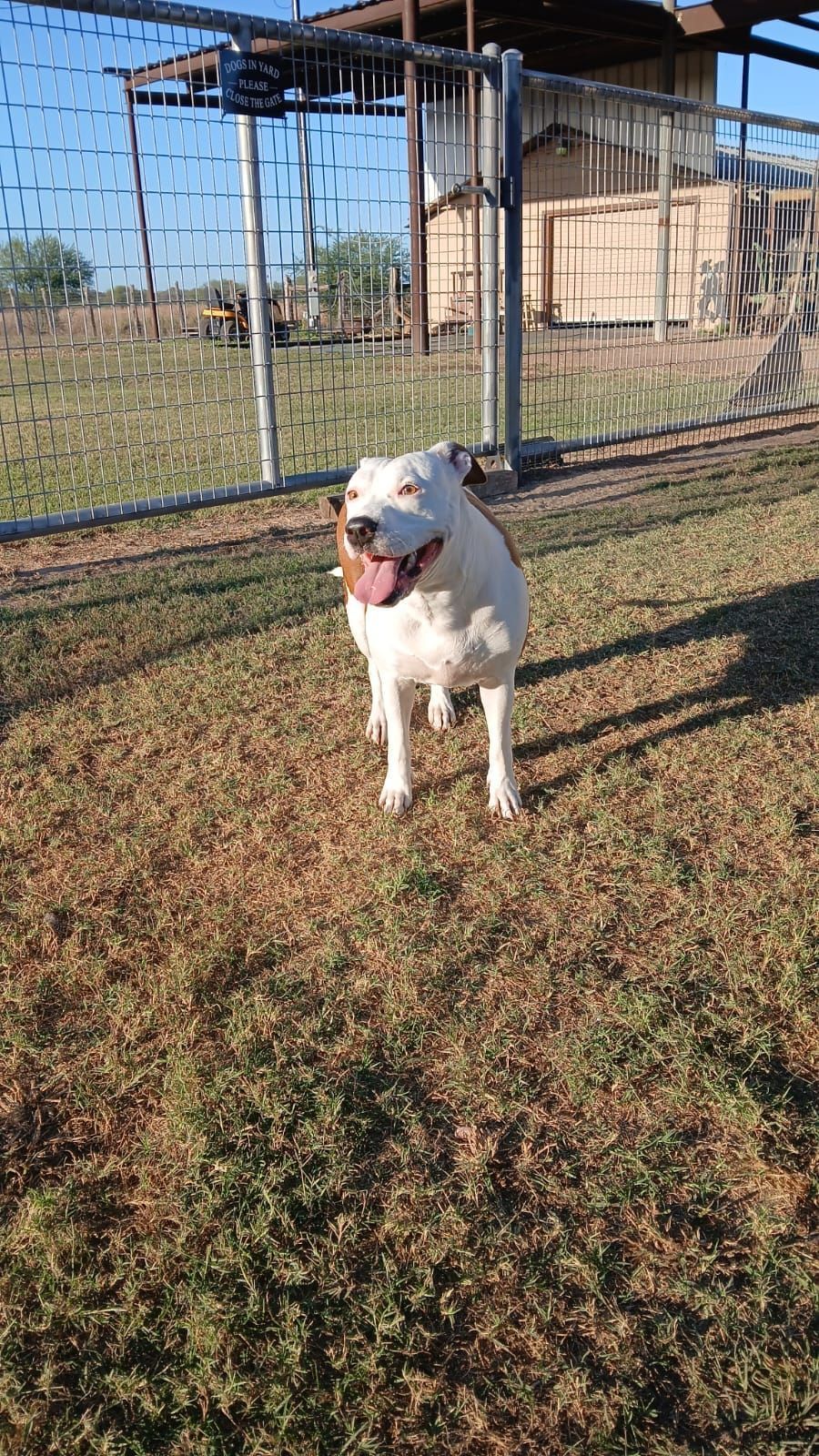 A white dog is standing in the grass next to a fence.