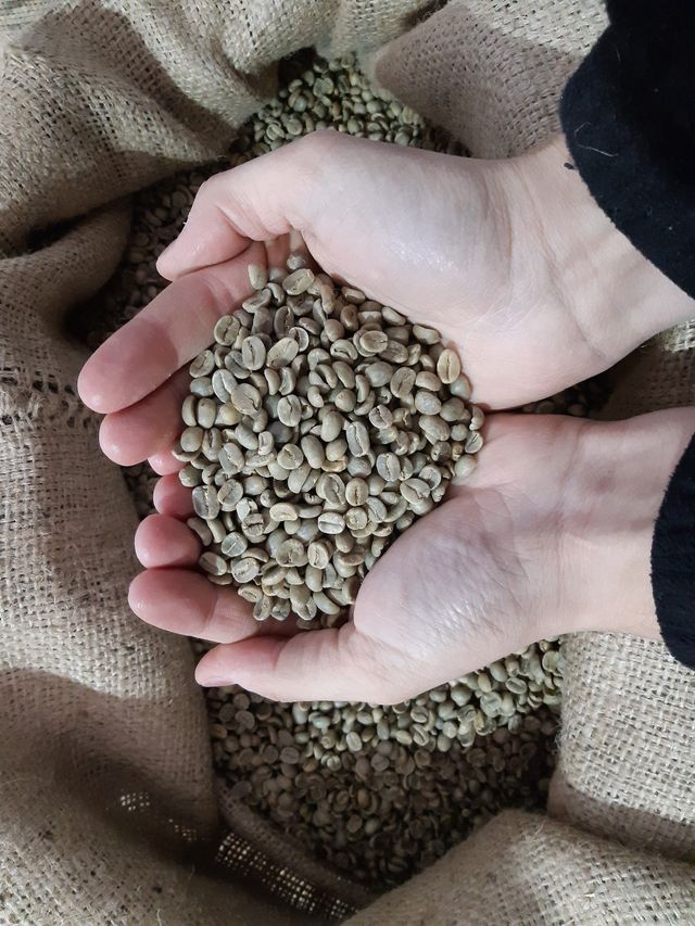 Mani che reggono una manciata di chicchi di caffè verde non tostati sopra un sacco di iuta.