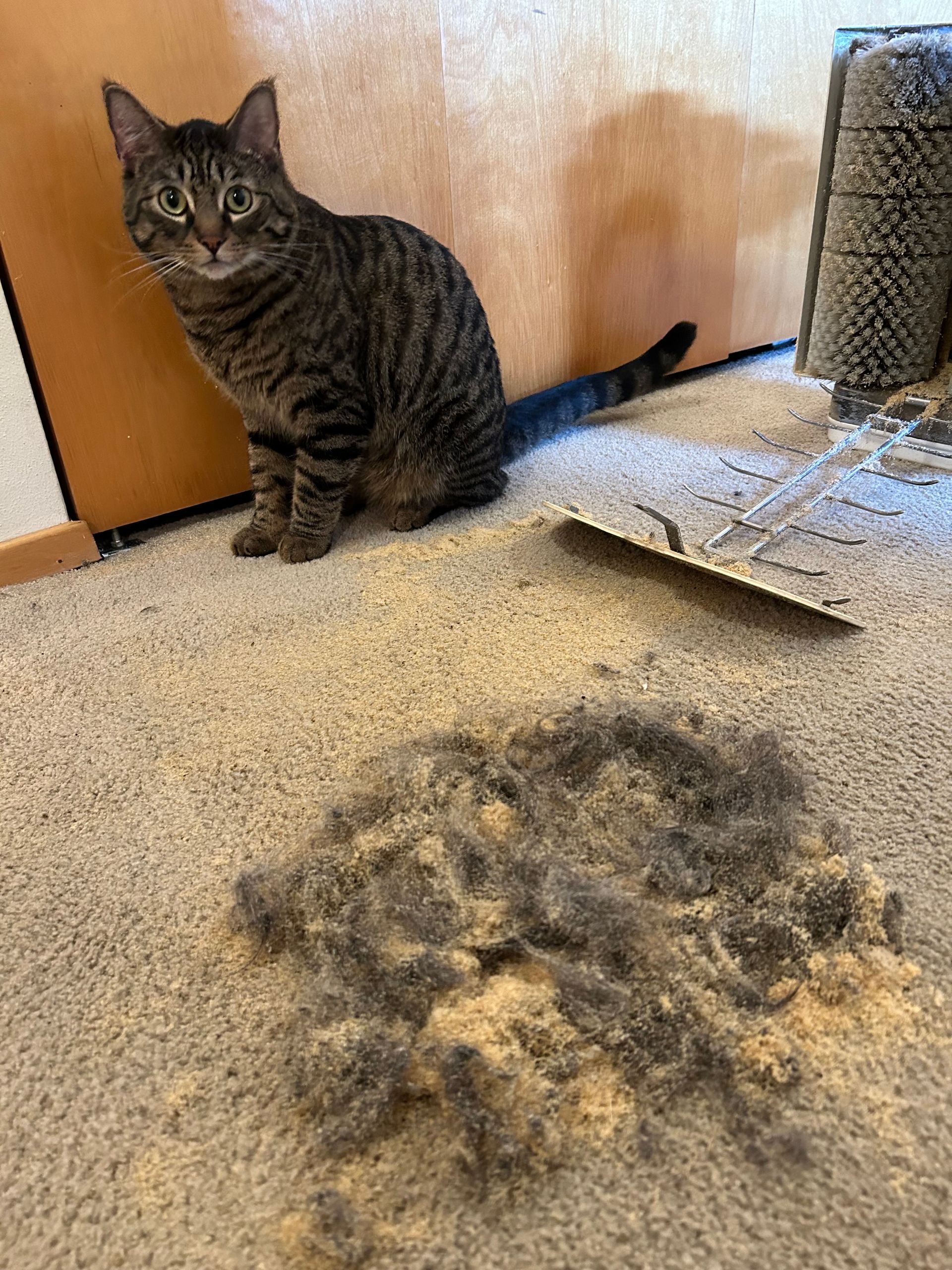 Pet Hair Removal Dry Connection Carpet Cleaning of Bellevue