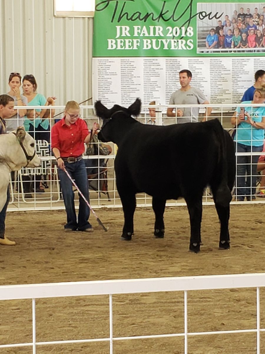 Black steer in show ring, handled by a person with a red shirt; spectators watch.