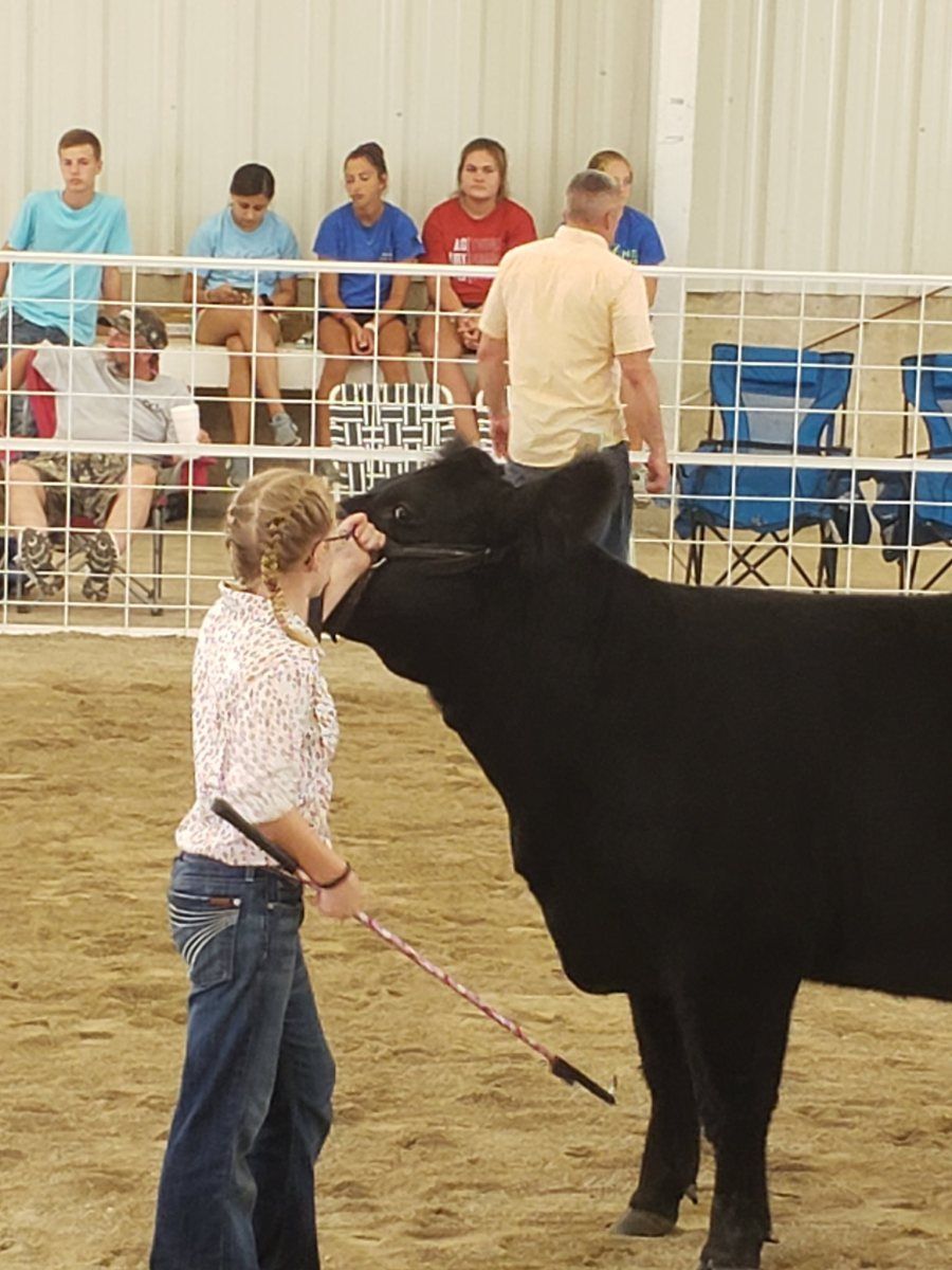 Girl with braided hair holds a cow's head in a show ring. Spectators watch behind a fence.