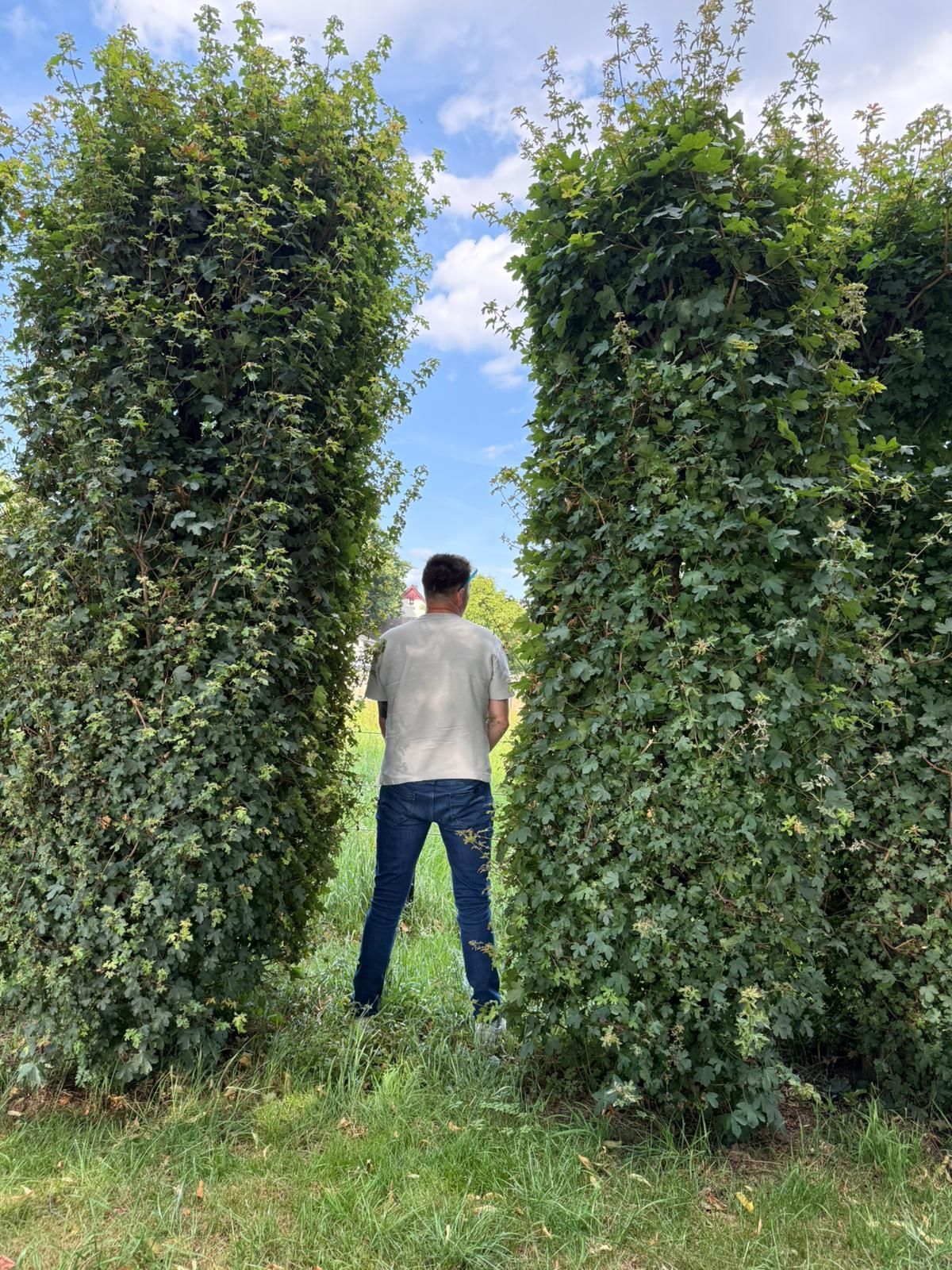 Persoon die urineert tussen twee hoge, groene hagen; zonnige buitenomgeving.