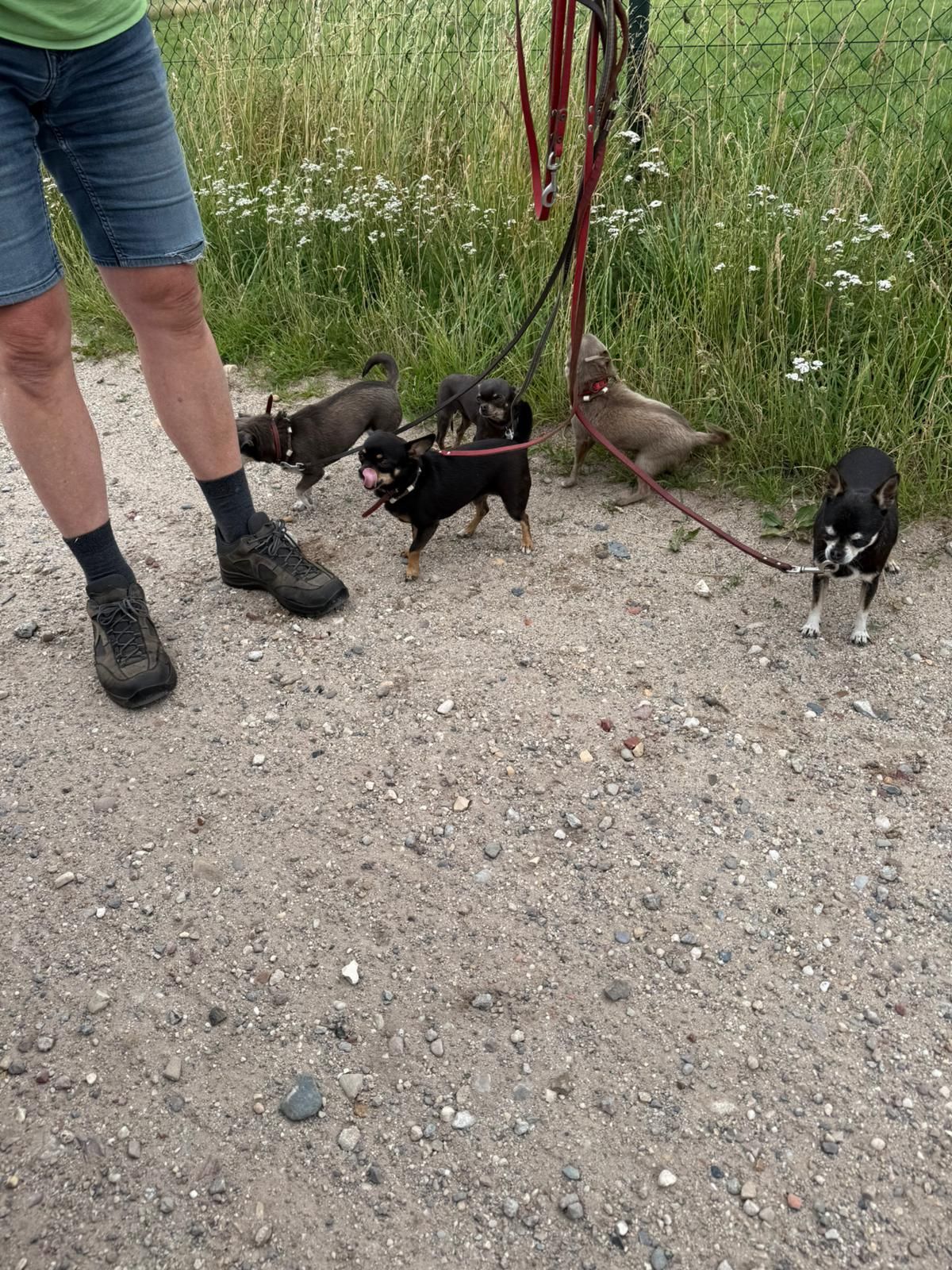Een persoon met vijf kleine honden aan de lijn op een grindpad in de buurt van groen.