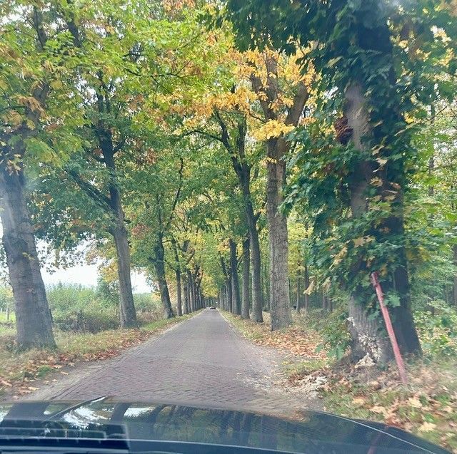 De weg is omzoomd met hoge bomen, waarvan sommige gele bladeren hebben. Op de voorgrond is het dashboard van een auto te zien.
