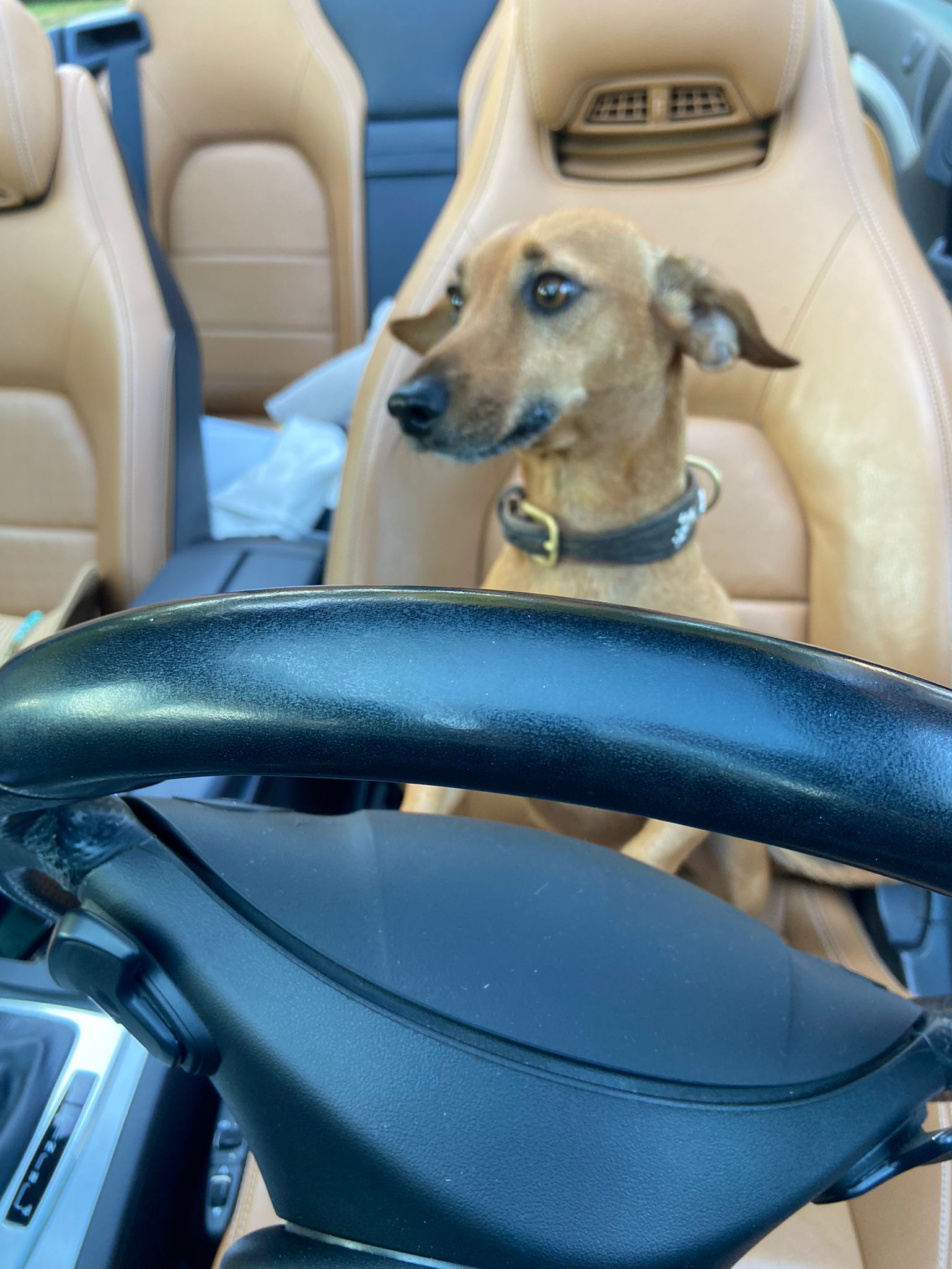 Een bruine hond met een halsband zit op de bestuurdersstoel van een auto en kijkt opzij.