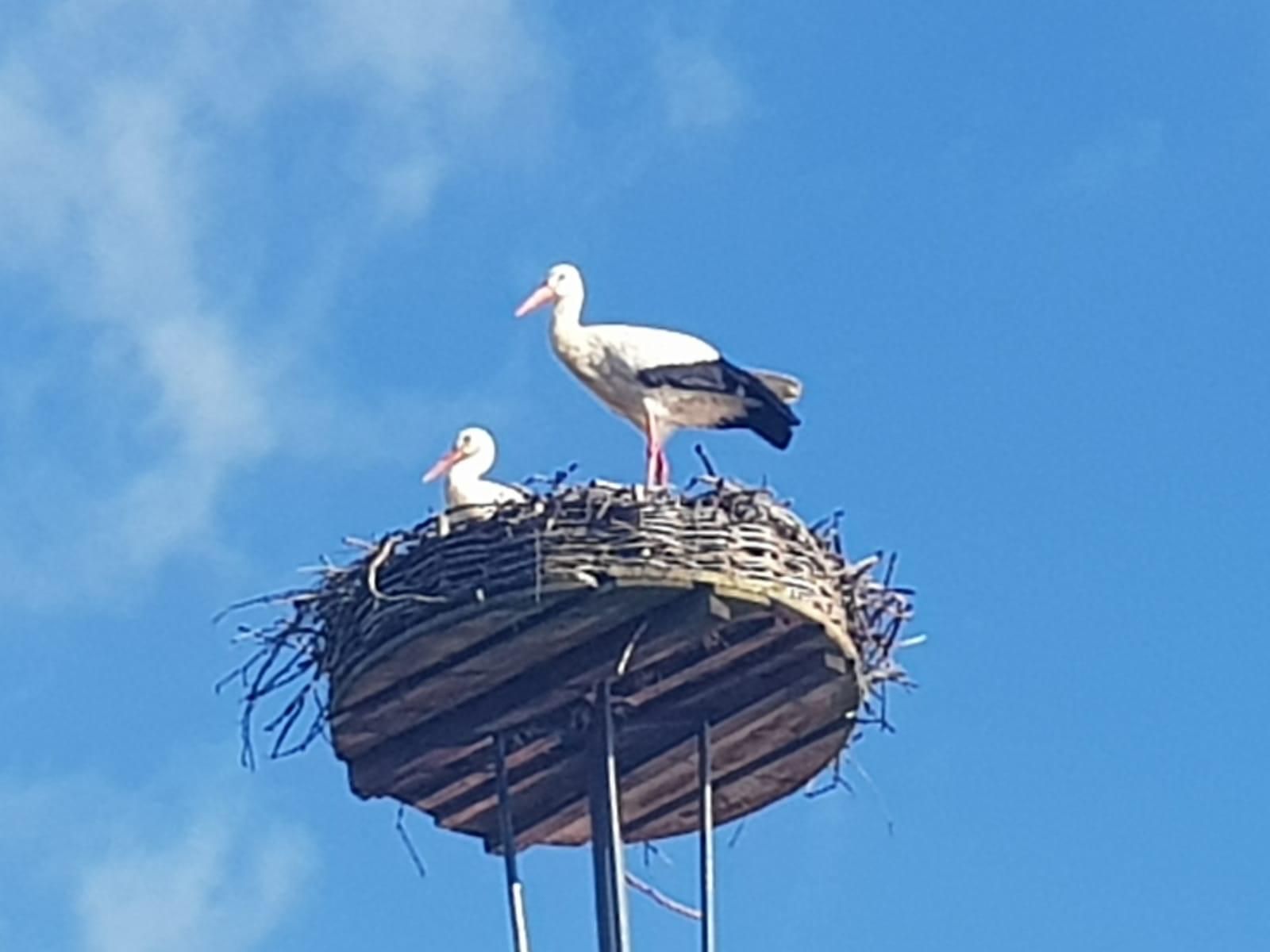 Twee witte ooievaars in een nest bovenop een paal tegen een heldere, blauwe hemel.