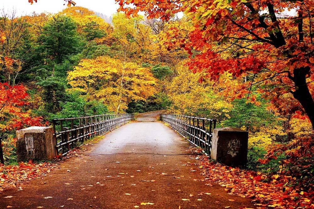 Een brug over een pad, omgeven door kleurrijk herfstblad in tinten rood, geel en groen.