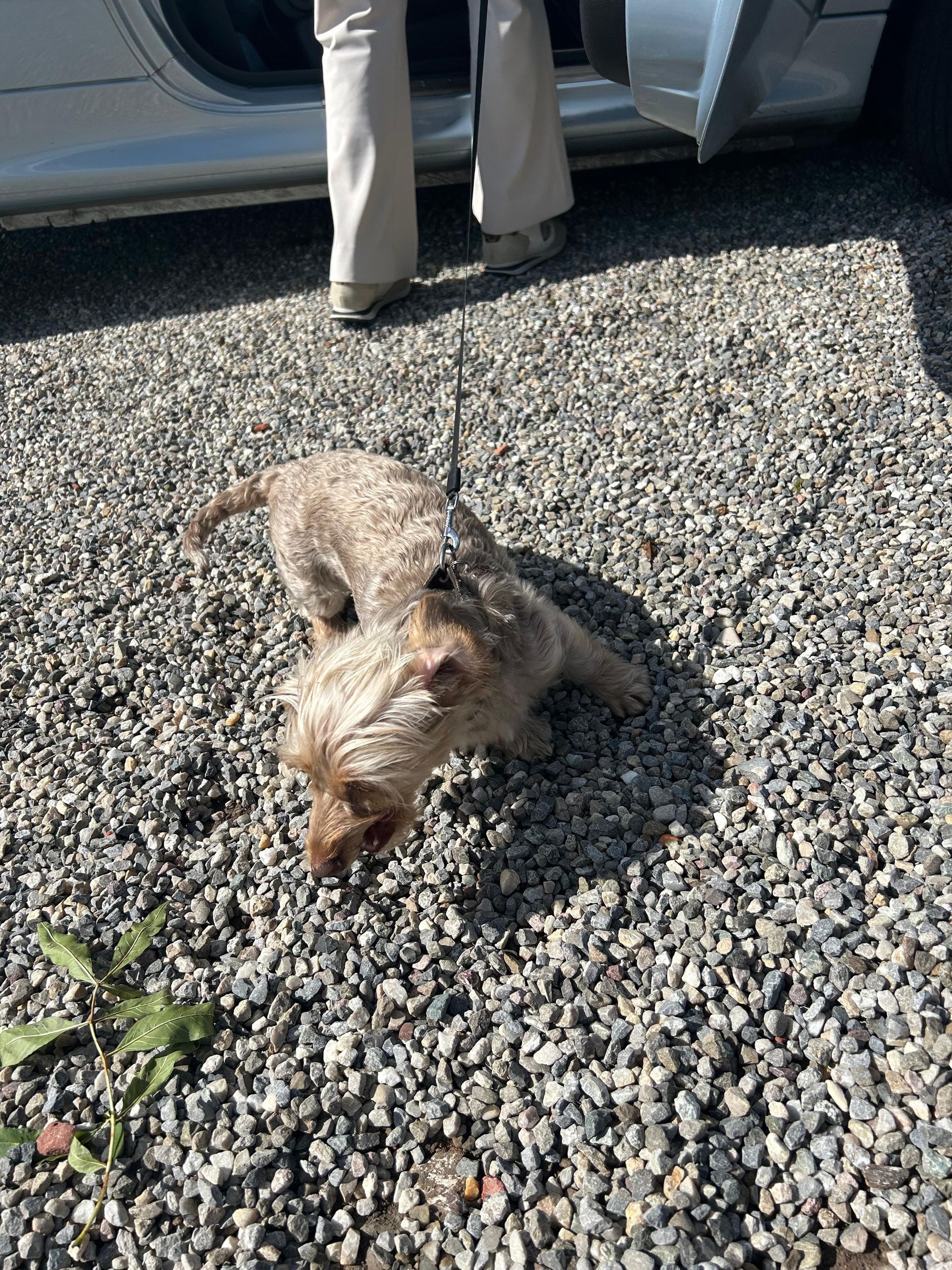 Een klein, lichtbruin hondje aan de lijn staat op grind vlakbij een auto. De benen van een persoon zijn zichtbaar op de achtergrond.