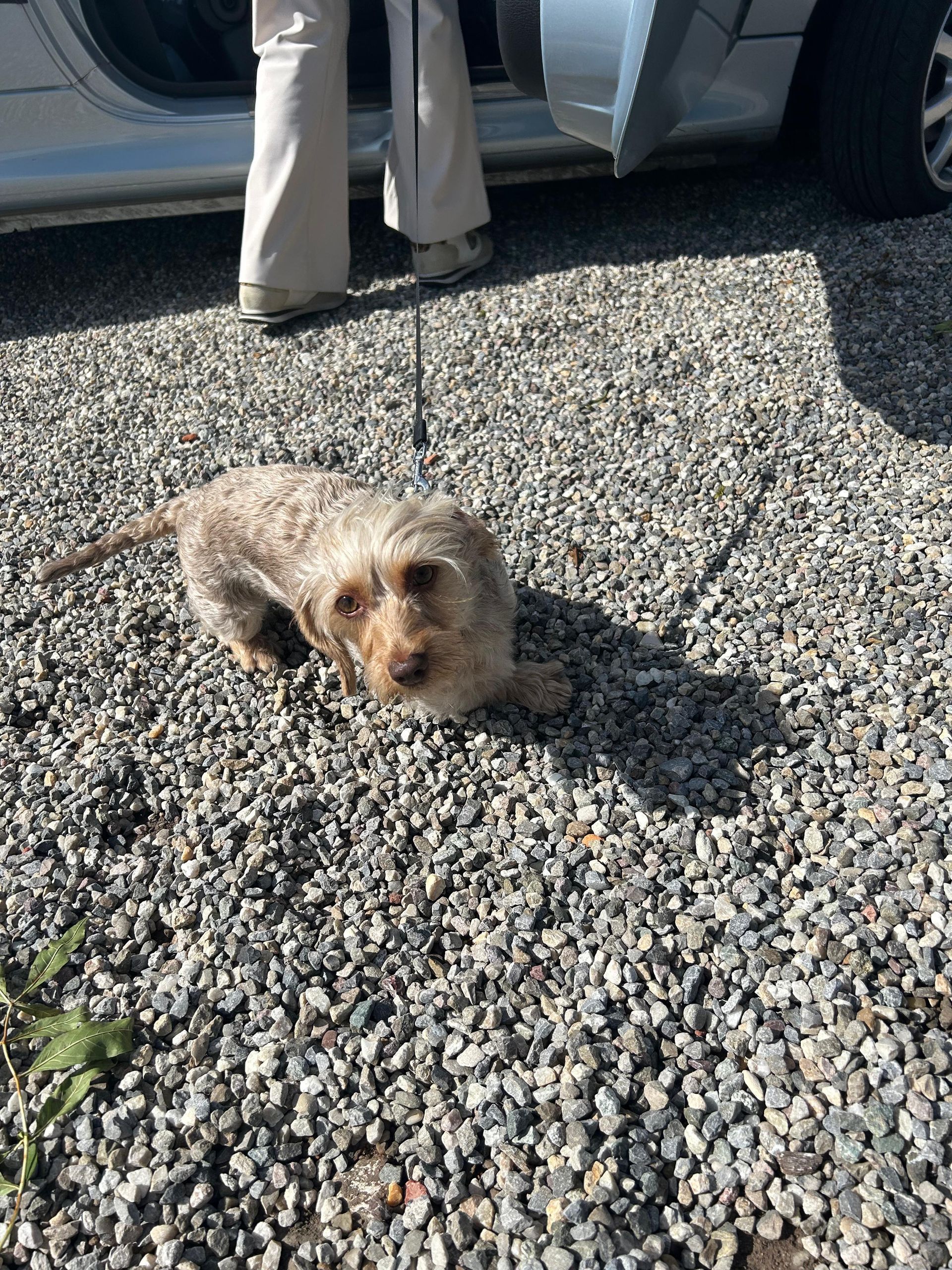 Een hond aan de lijn ligt op het grind; op de achtergrond zijn de benen van een persoon en een autodeur zichtbaar.