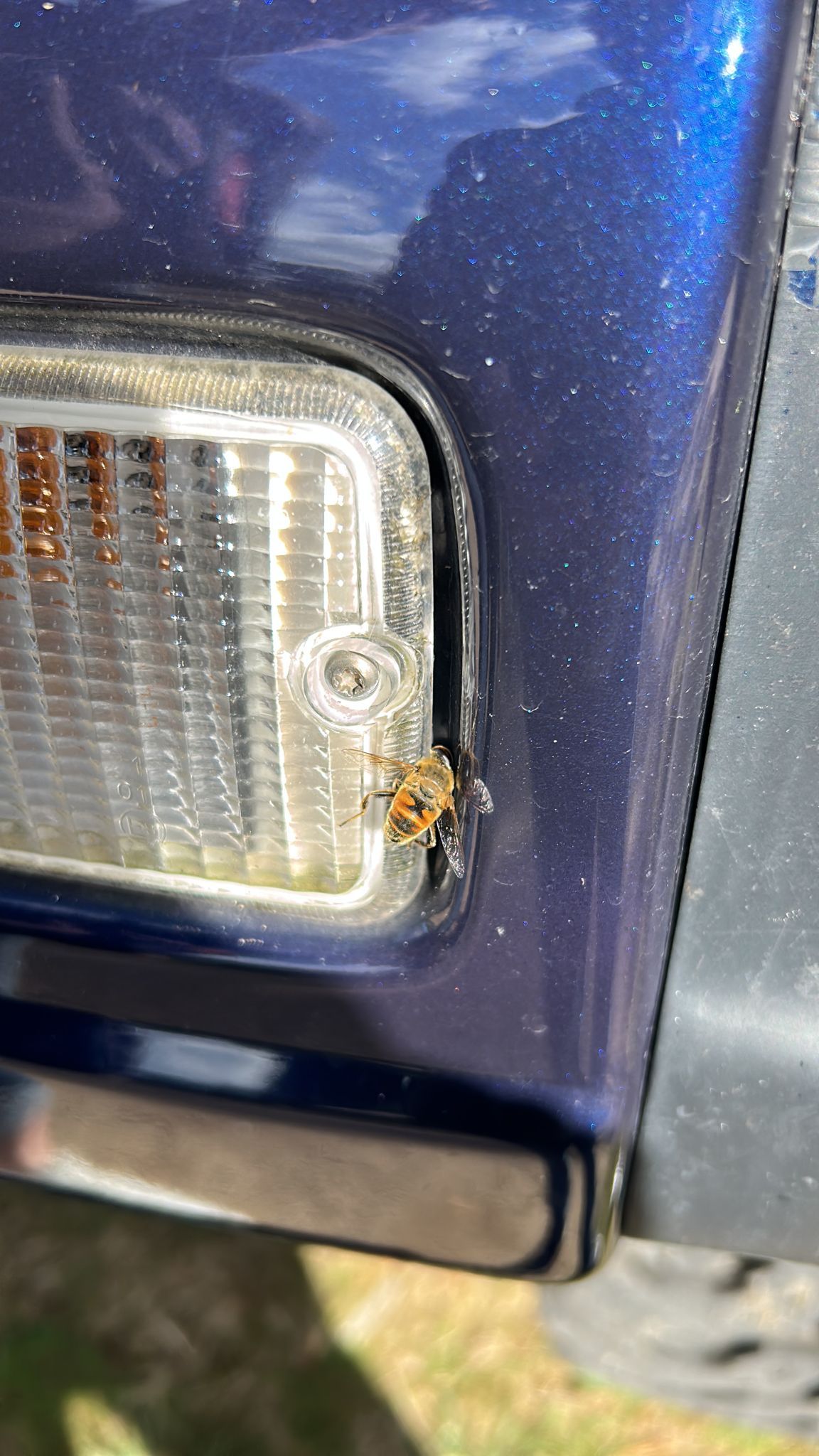 Close-up van een blauwe bumper en een zijmarkeringslicht van een auto met insectenresten.