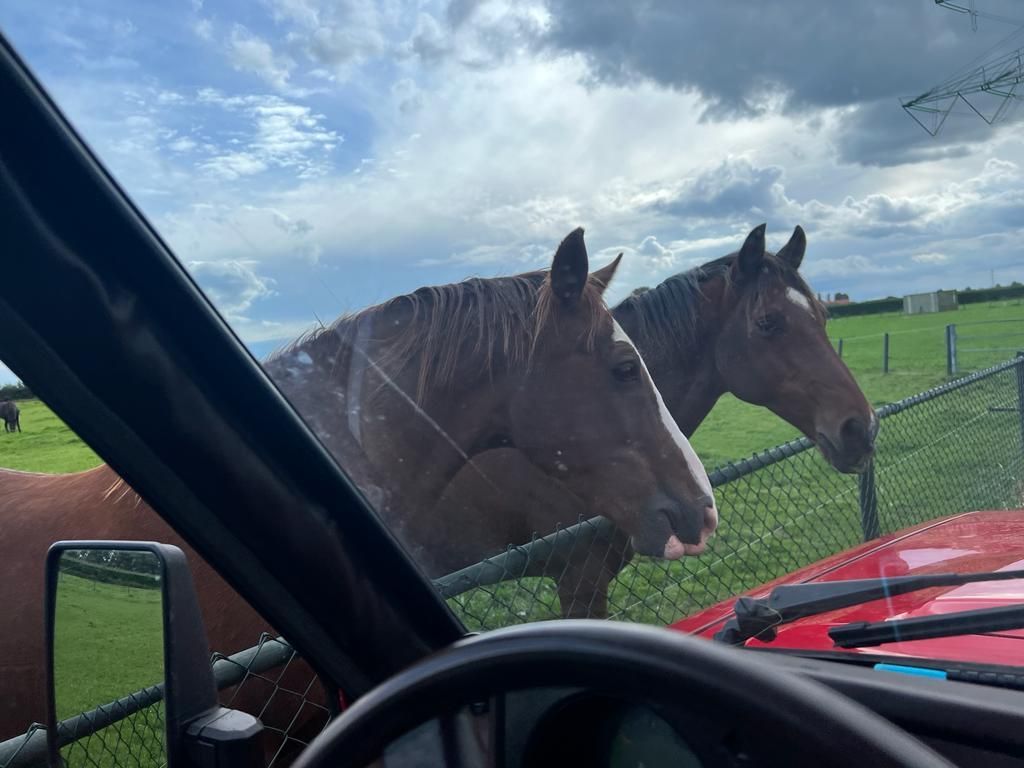 Twee bruine paarden staan ​​bij een hek, gezien vanuit een rode auto. Op de achtergrond is een bewolkte lucht te zien.