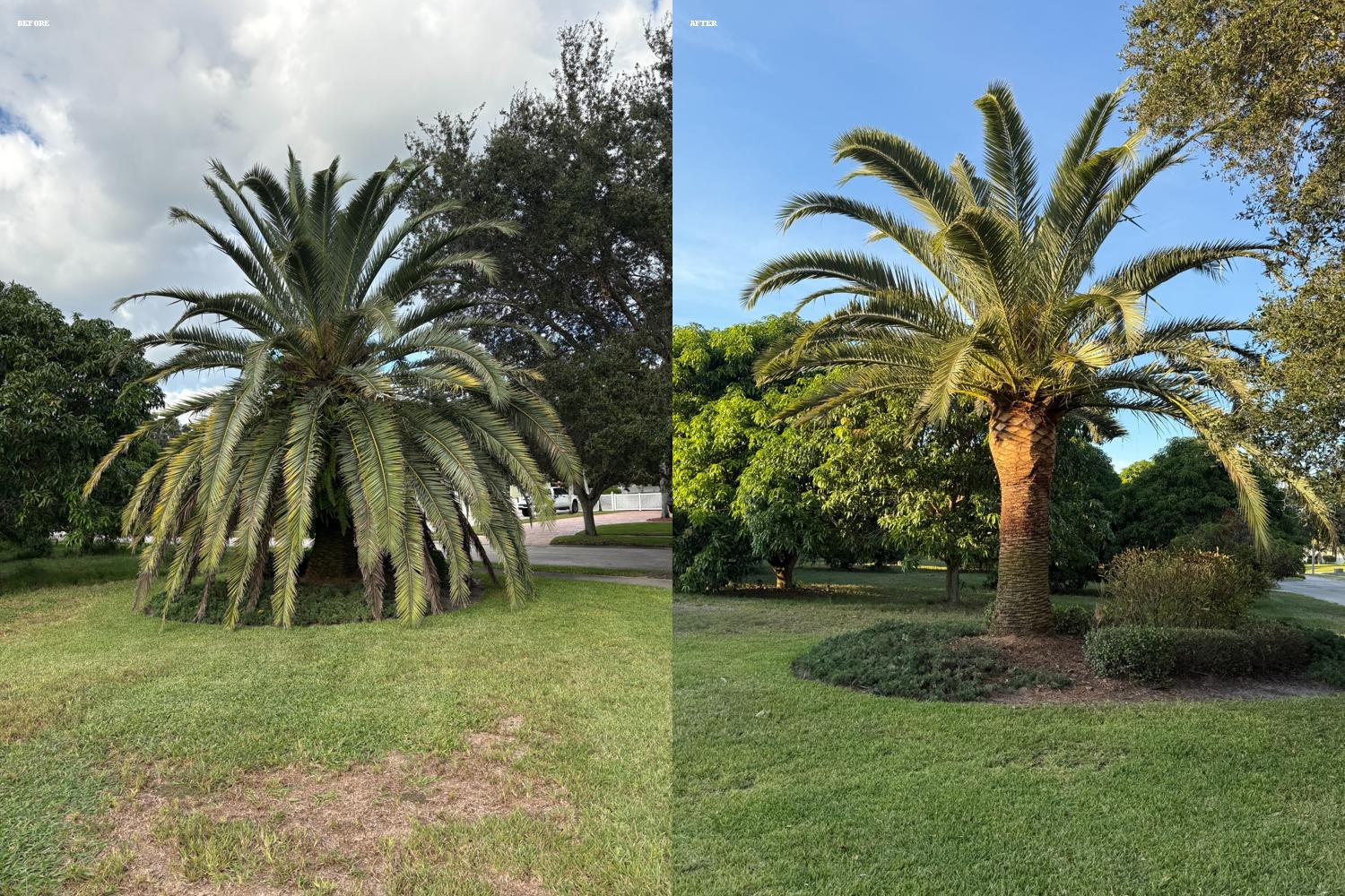 Palm tree before and after trimming, in a grassy area with other trees and sky.