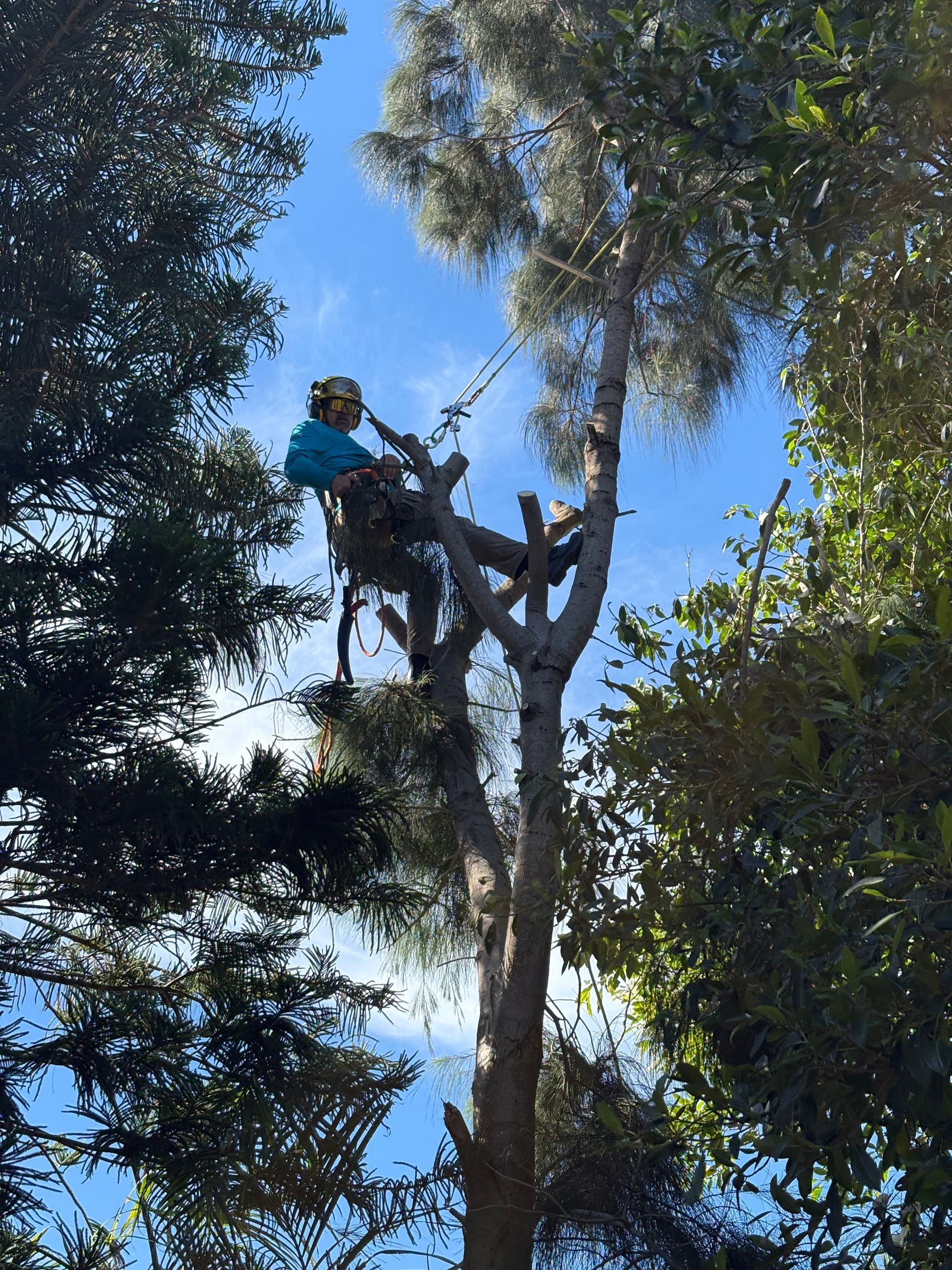 Arborist in tree, blue shirt, safety gear, trimming branches against a blue sky.