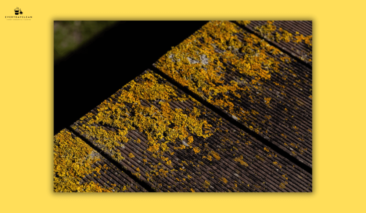 algae streaks roof