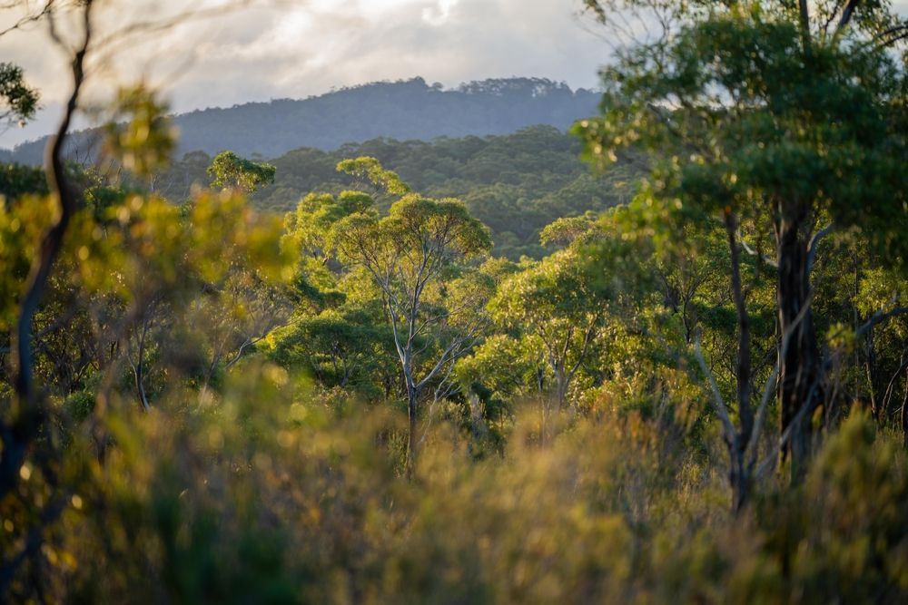 Green forest landscape with hills in the background, lit by sunlight.
