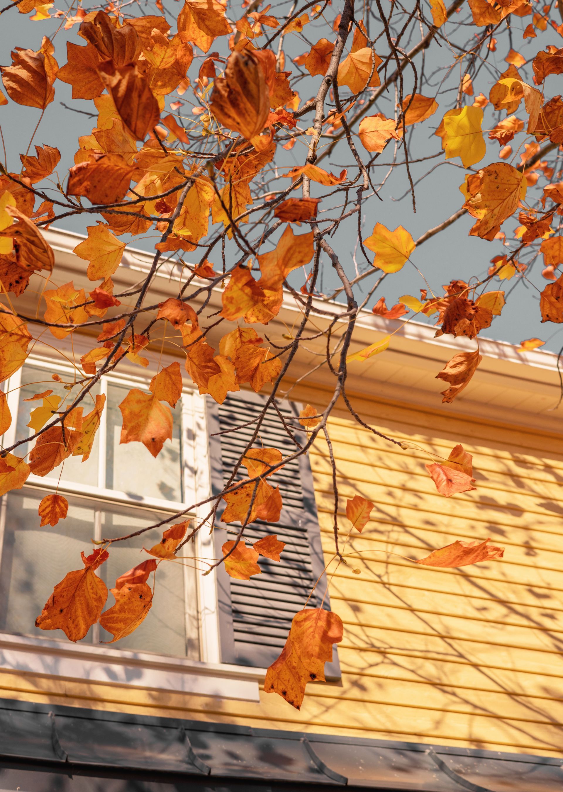 Fall leaves in front of home