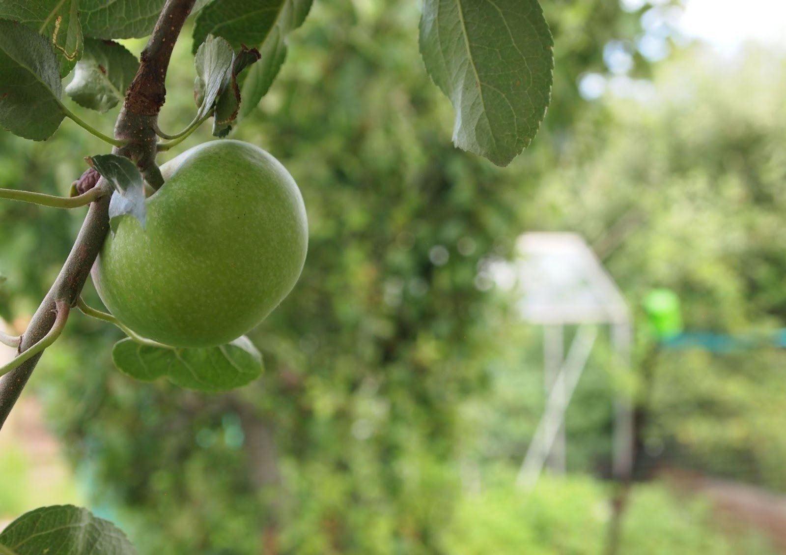 comment tailler un arbre fruitier gatineau QC