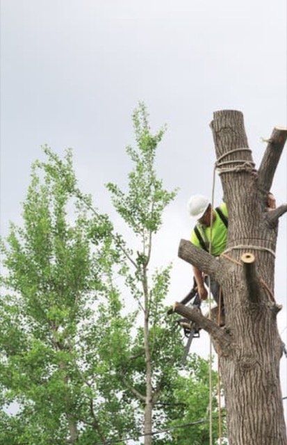 haubanage arbre