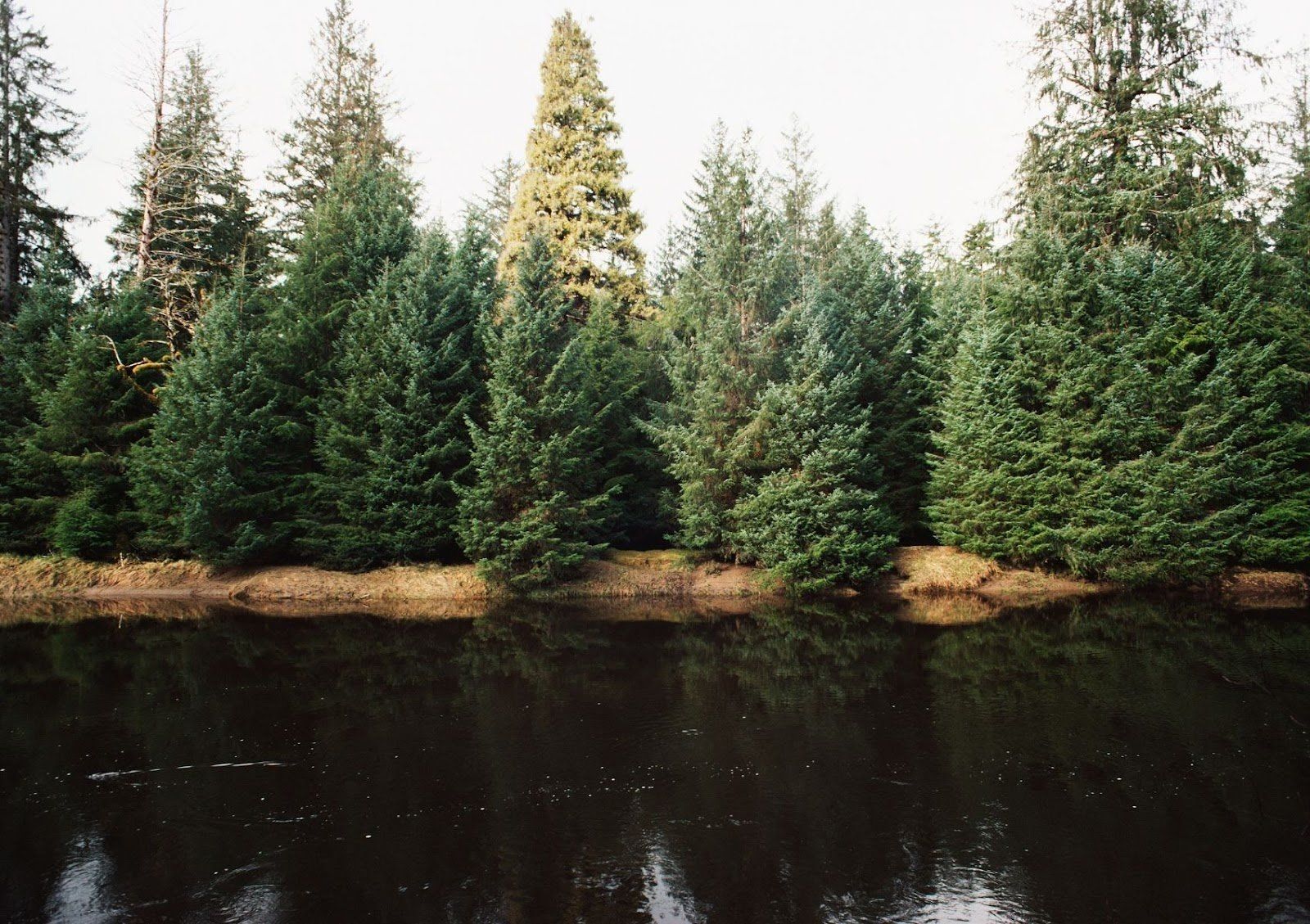 les arbres qui poussent le plus rapidement gatineau qc