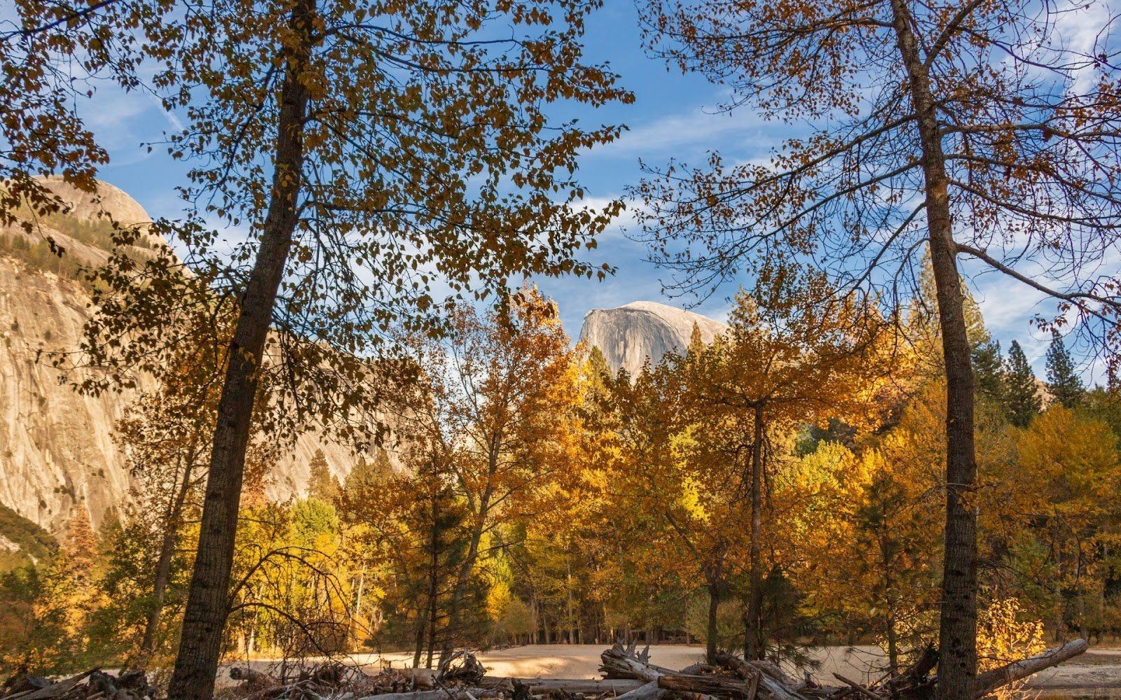 quels sont les arbres qui poussent le plus rapidement gatineau qc