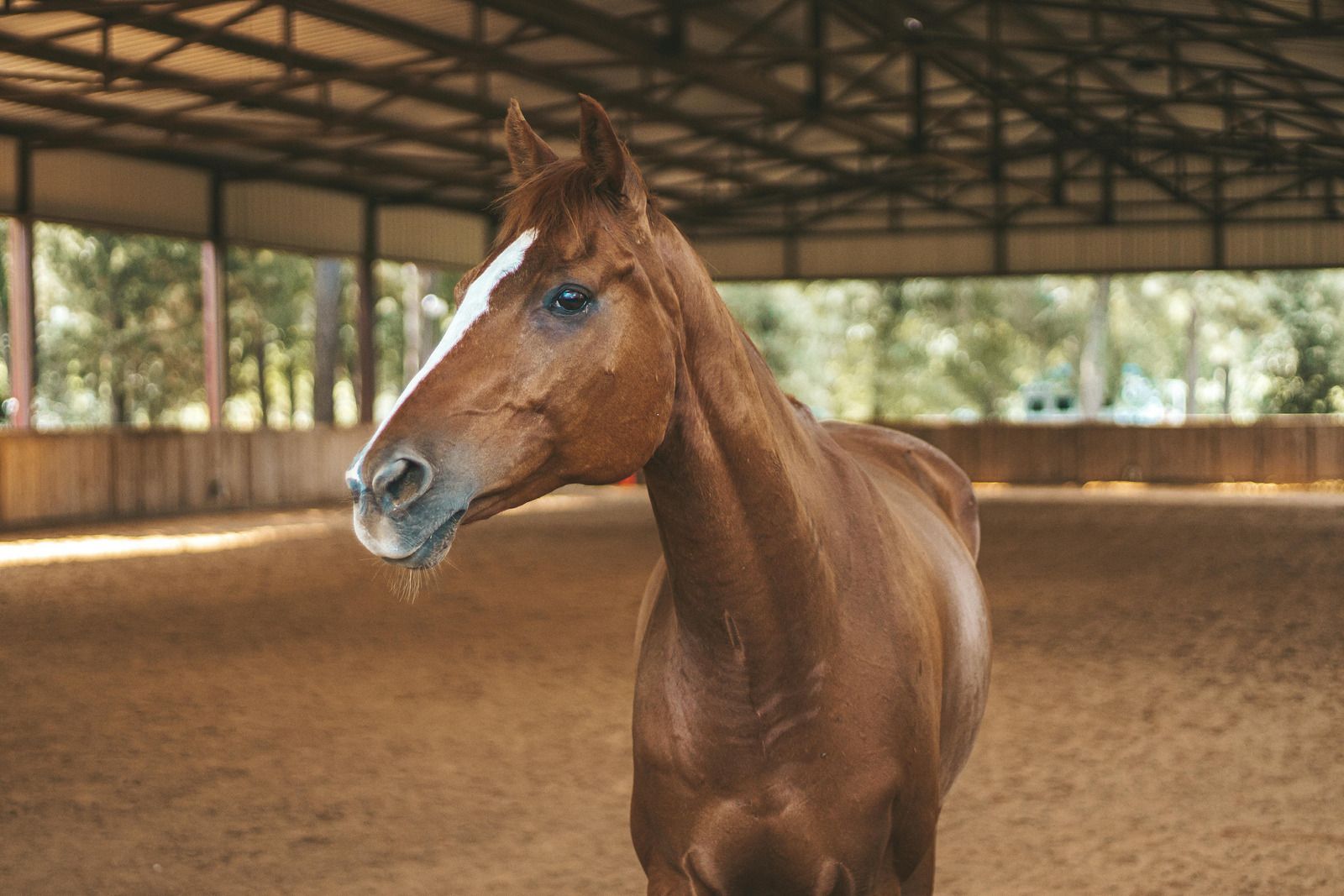 A brown horse is standing in a stable looking at the camera.