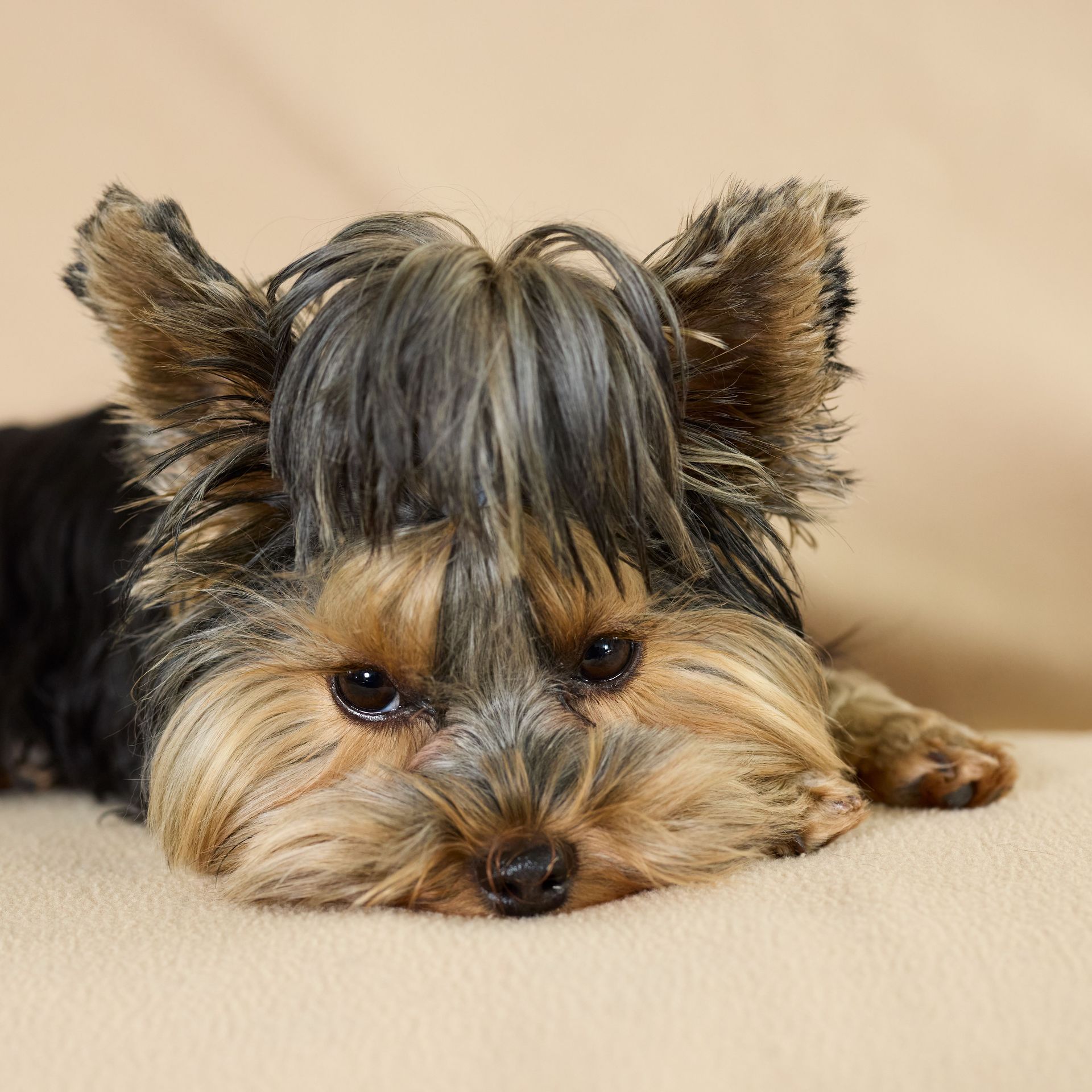 Small Yorkshire terrier lying down on a beige cushion, with tan and gray fur and sleepy eyes