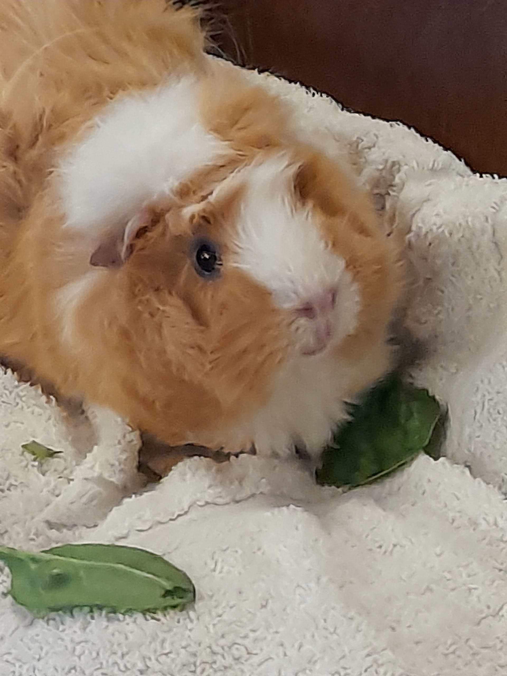 Guinea pig