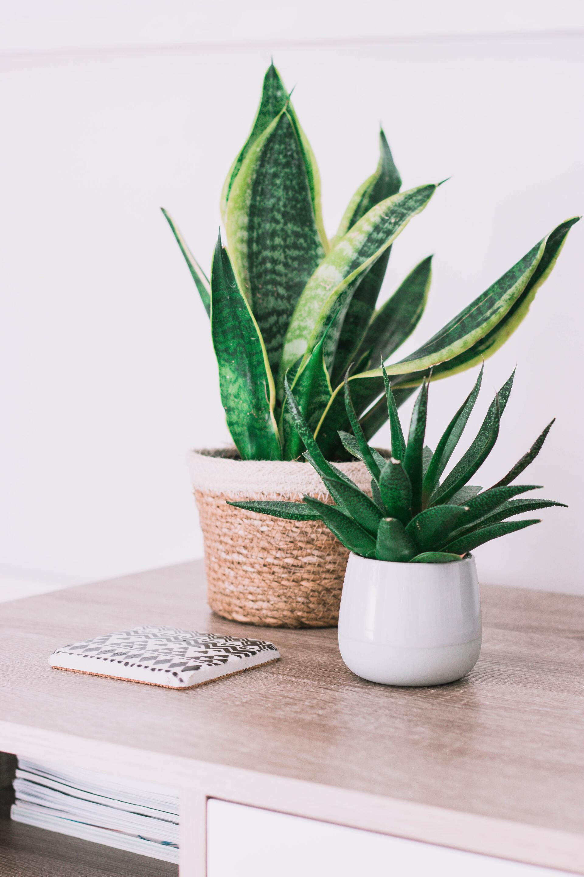 Plants on table