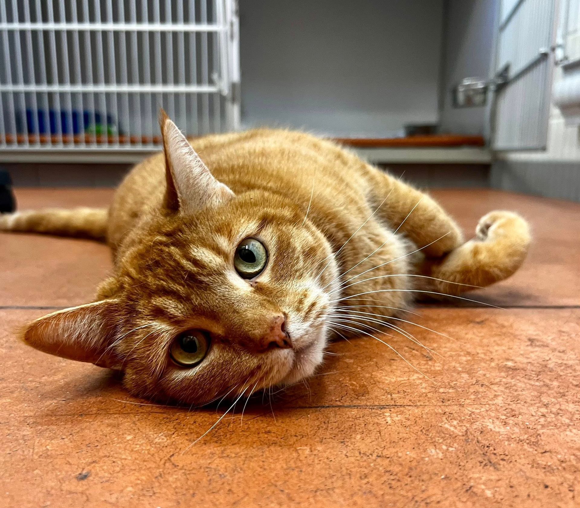 Orange tabby cat lying on its side on a tiled floor, looking at the camera