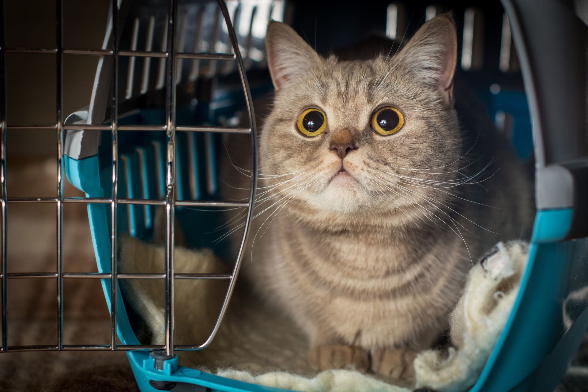 Wide-eyed gray cat inside a blue pet carrier looking through the wire door
