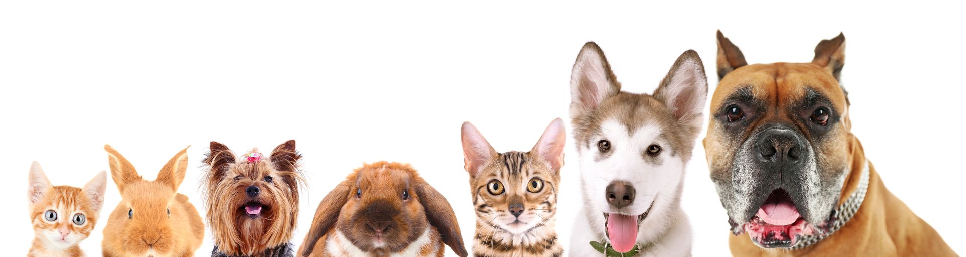 Five dogs peeking over a white banner, including a cat and small to large breeds.