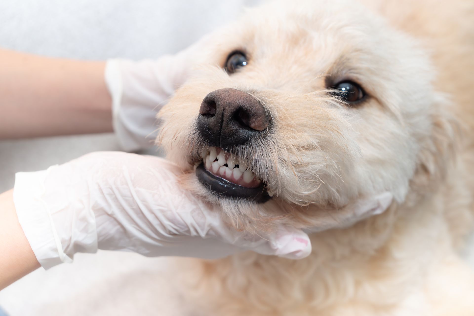 Small white dog being examined by gloved hands, showing its teeth in a vet setting
