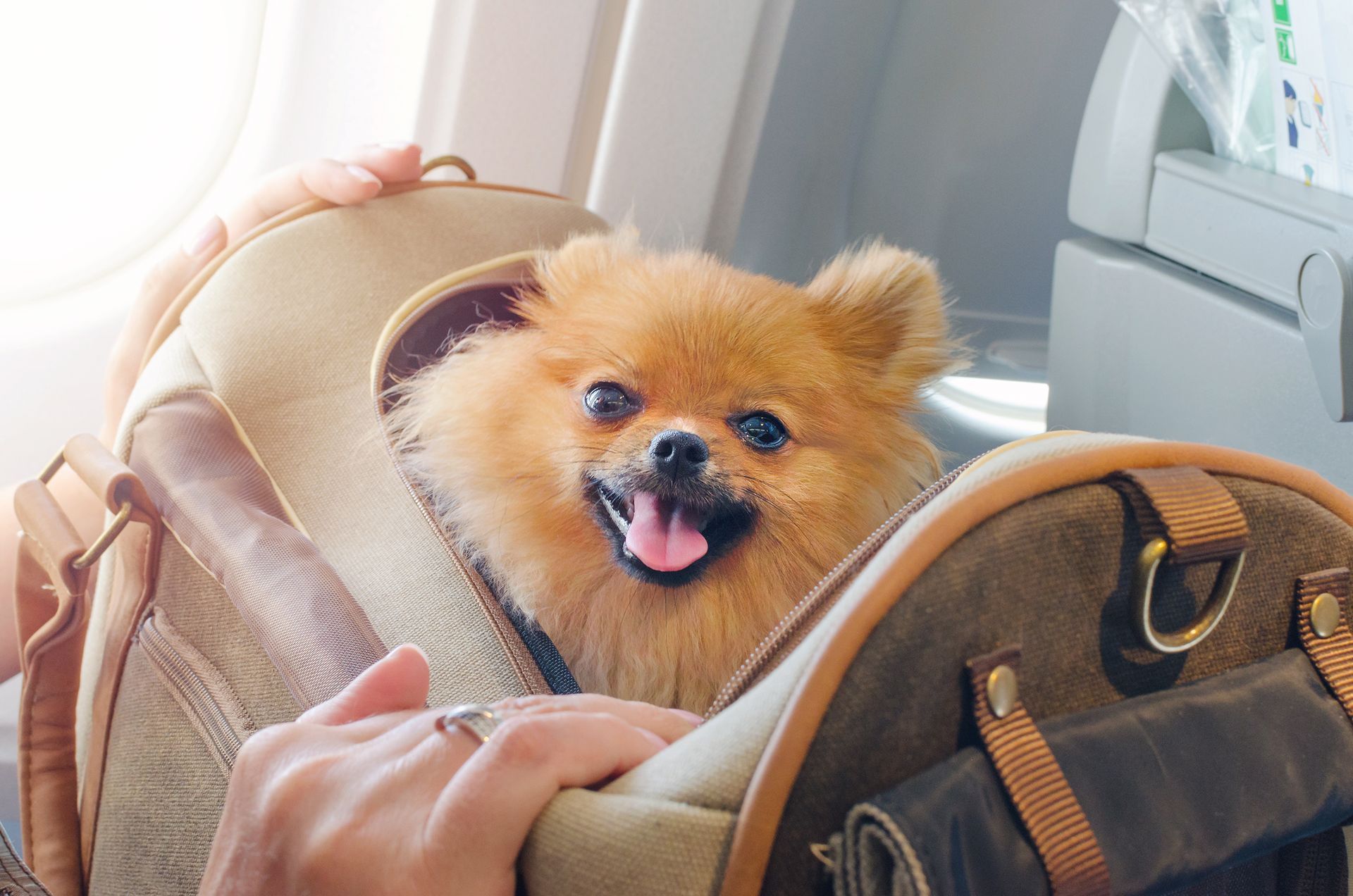 Small fluffy dog in a beige pet carrier, panting with its tongue out on a car seat.