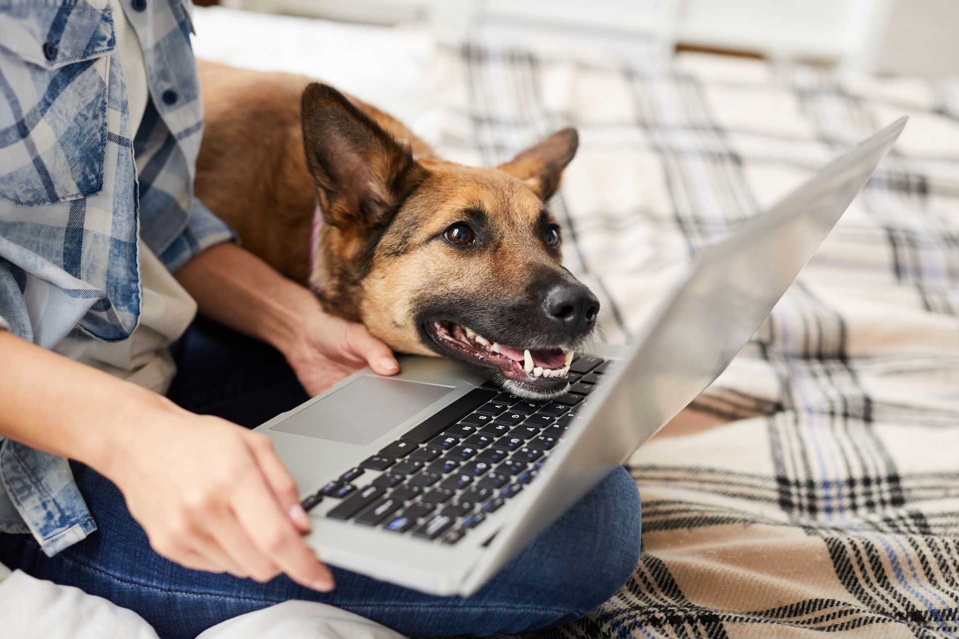 Person using a laptop with a dog lying beside them on a bed