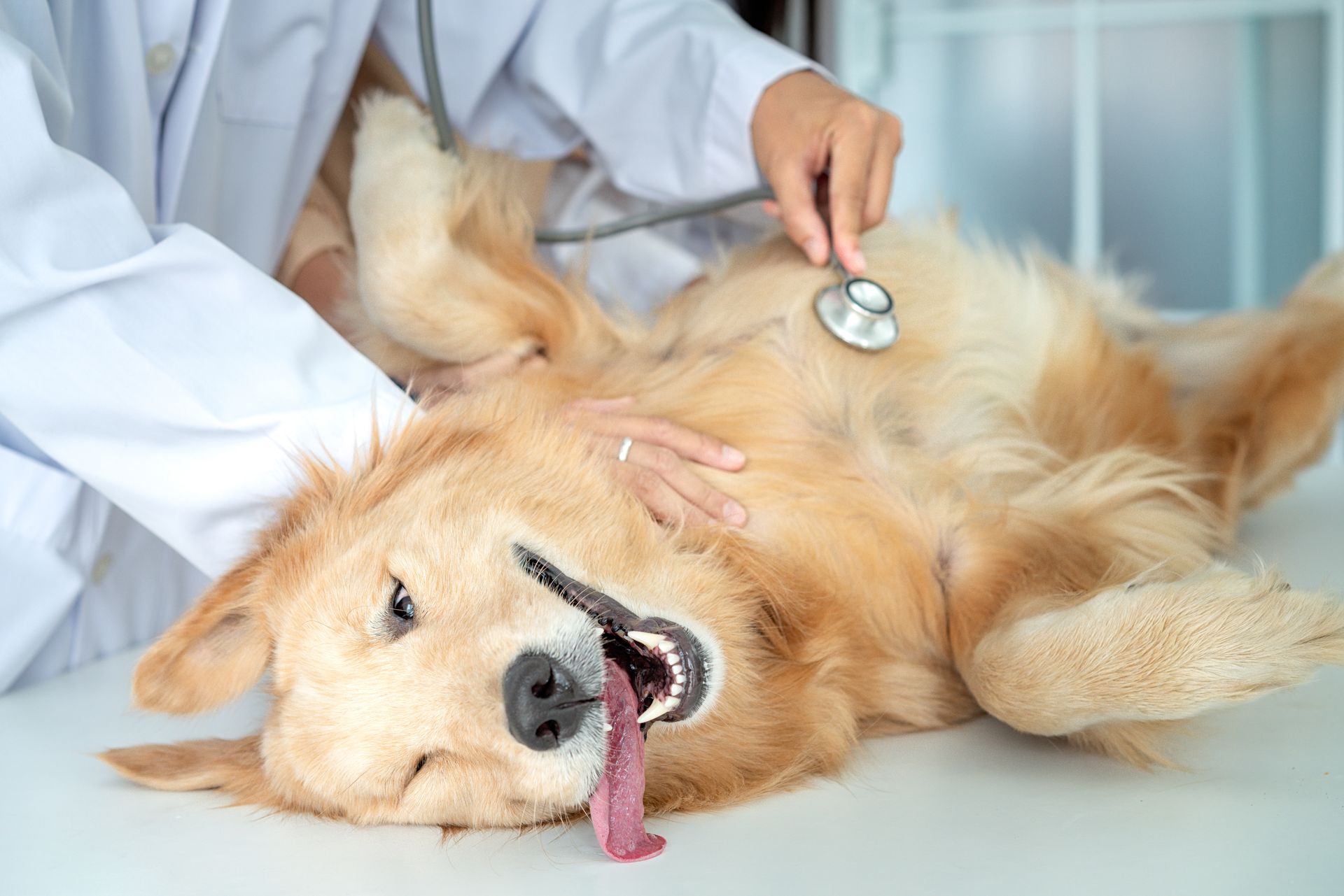 Veterinarian examining a golden retriever lying on its back in a clinic