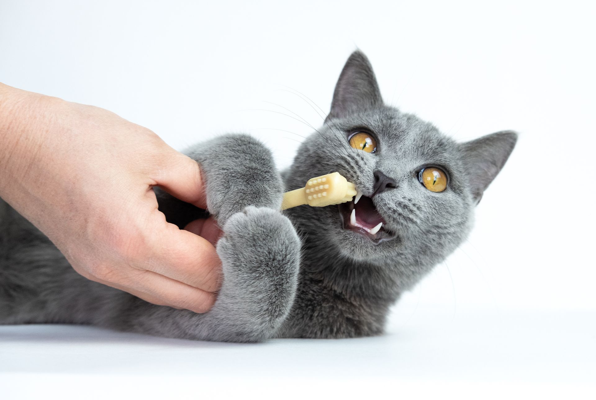 Gray cat playfully biting a hand while lying on its back against a white background