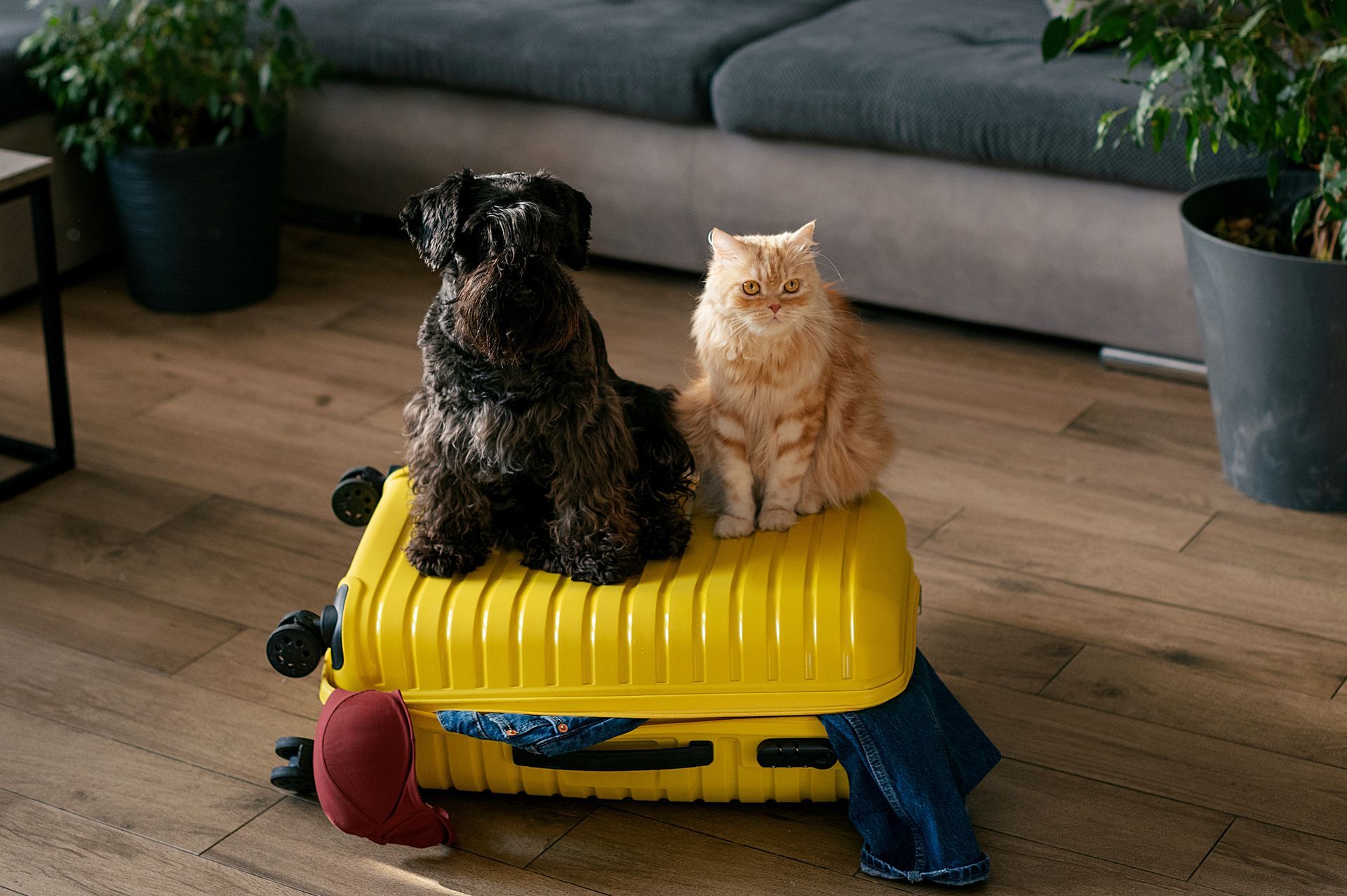 Two small dogs sitting on a yellow toy in a living room