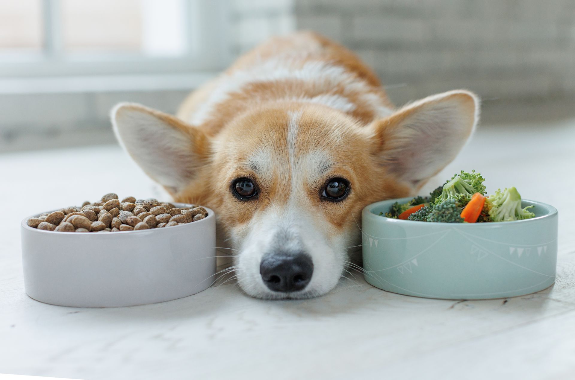 Corgi resting between a bowl of kibble and a bowl of vegetables on a white floor