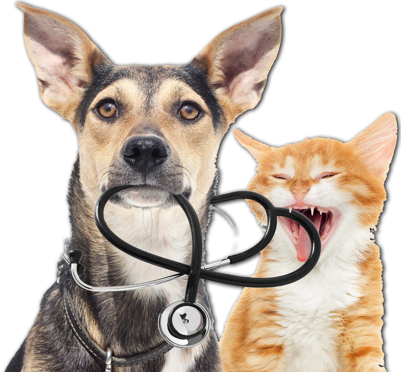 Dog and orange cat with a stethoscope, against a white background