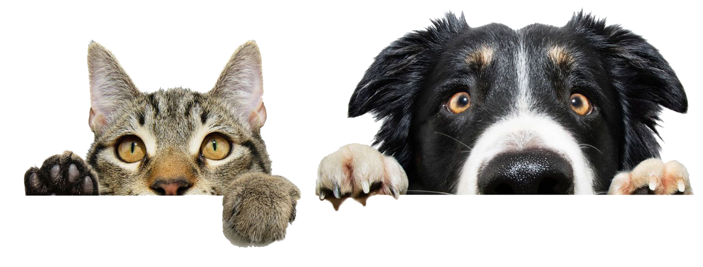 Cat and dog peeking over a white edge, both looking forward