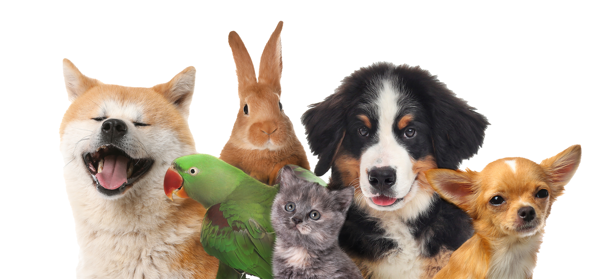 Five pets lined up: a dog, rabbit, green parrot, gray cat, and two other dogs on white background