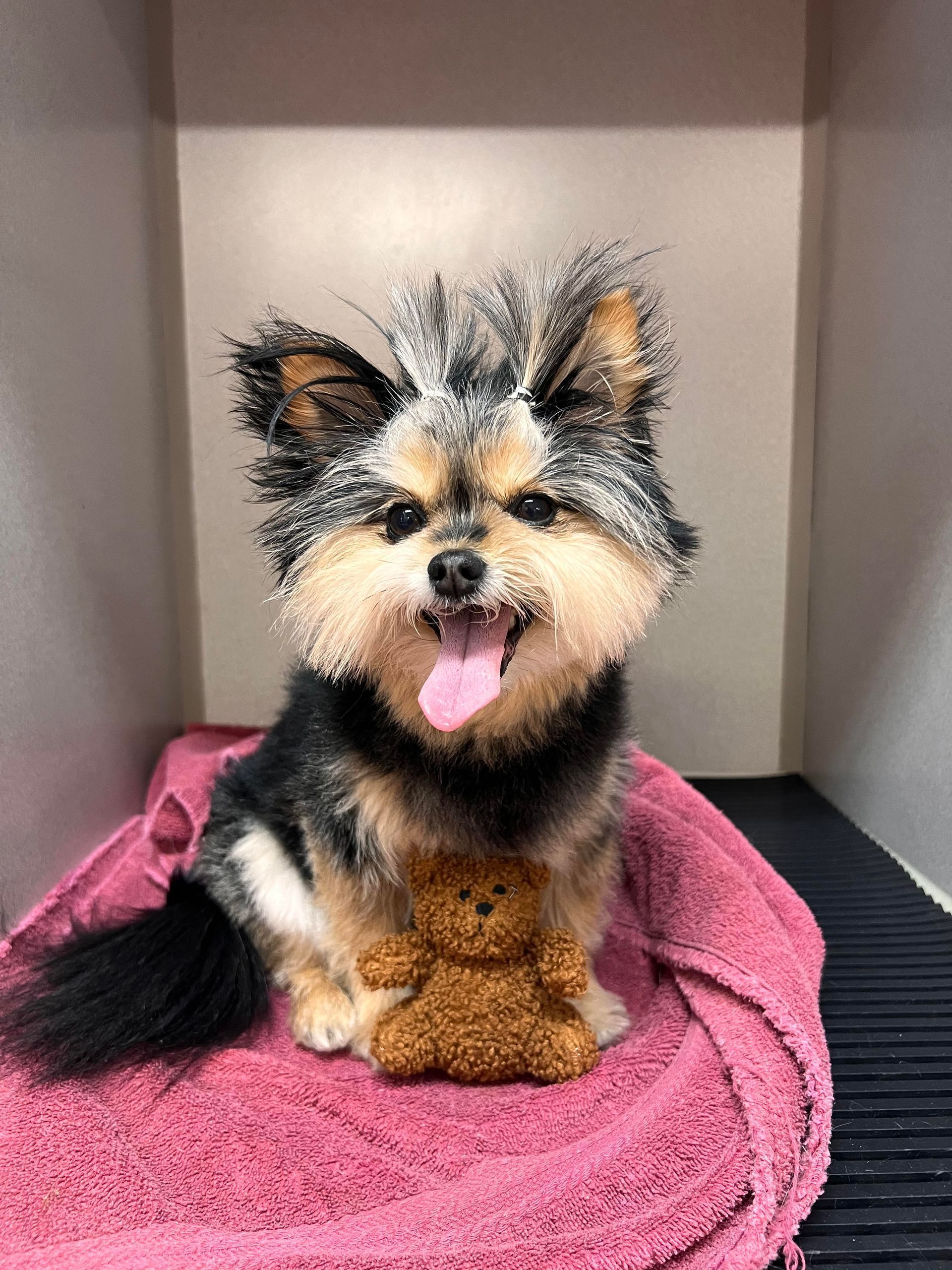 Small fluffy black, tan, and white dog sitting on a pink towel, tongue out, in a kennel-like nook