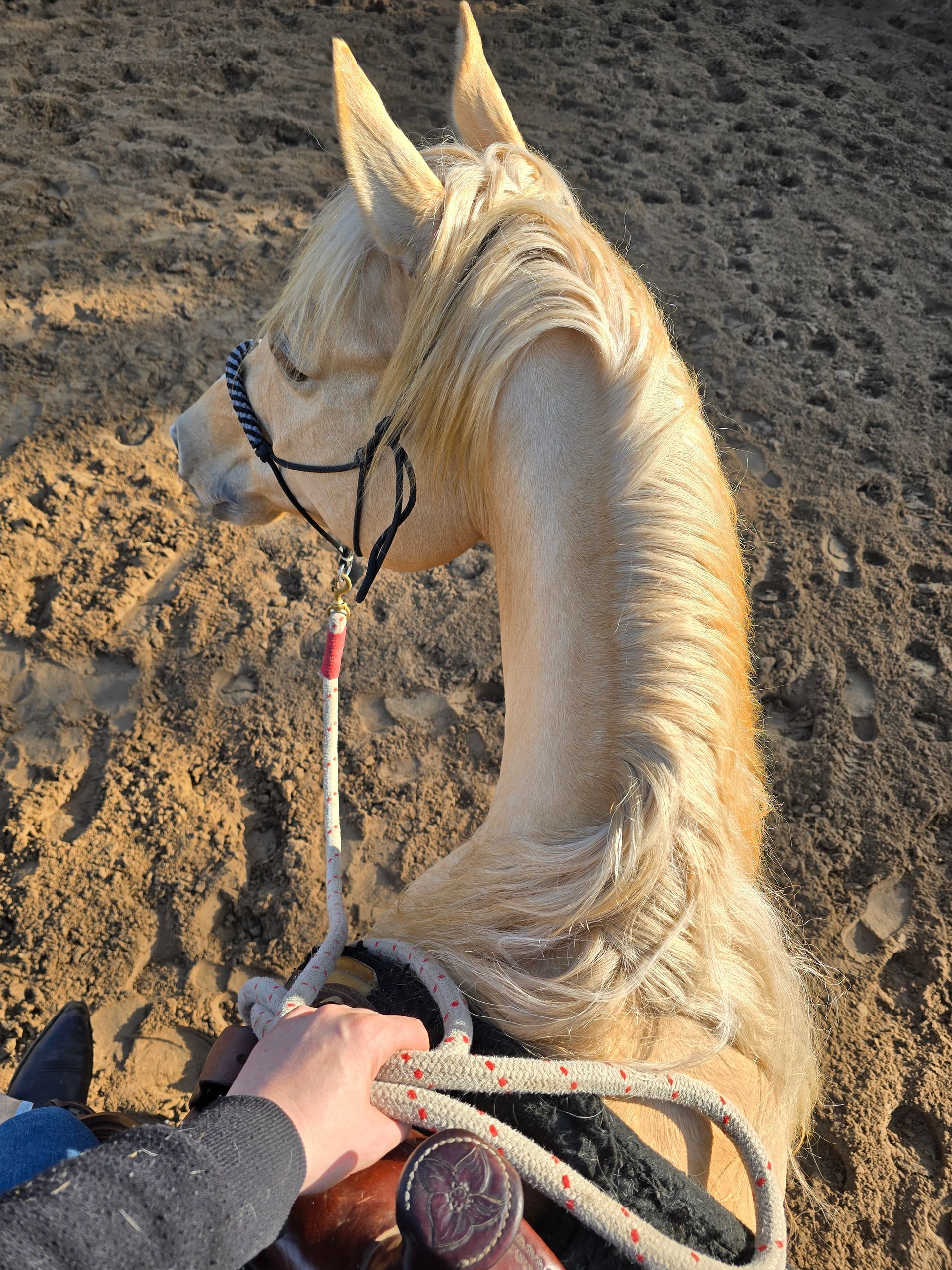 paard zadelmak maken