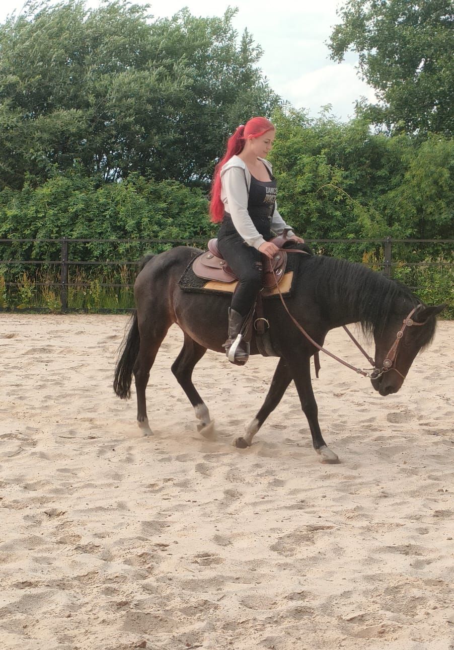 training paard