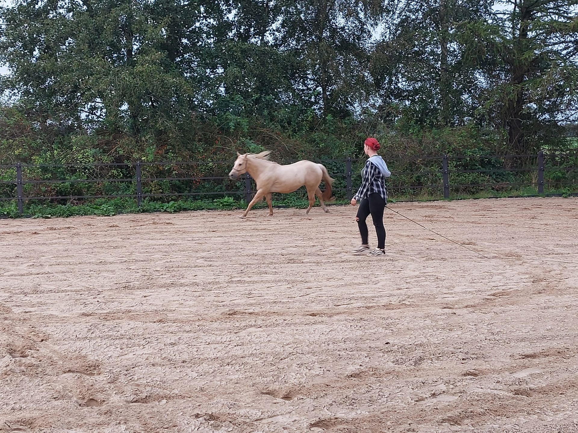 loswerk paard